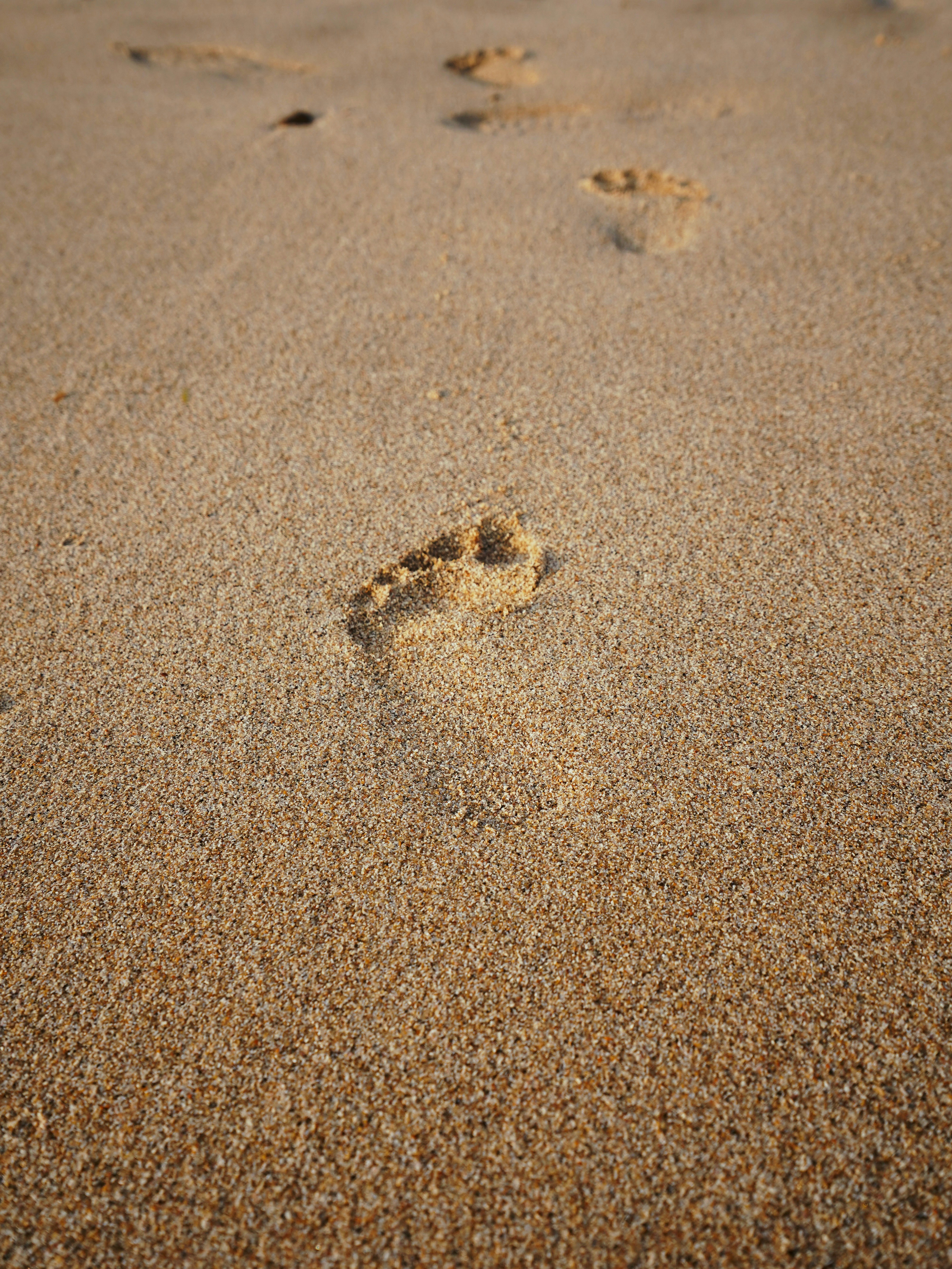 A dog paw prints in the sand on a beach