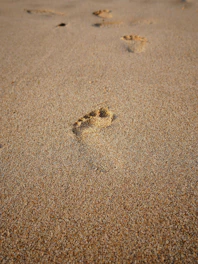 A dog paw prints in the sand on a beach