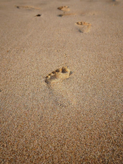 A dog paw prints in the sand on a beach
