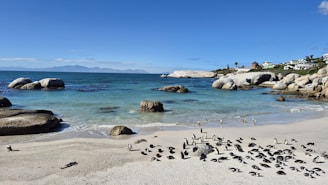 A group of birds standing on top of a sandy beach