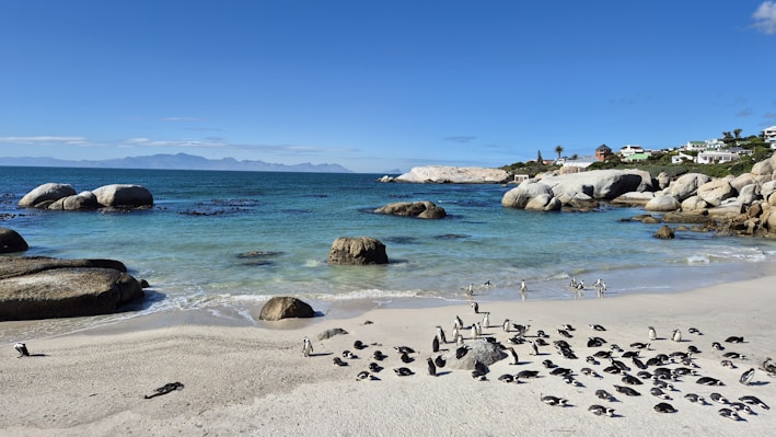 A group of birds standing on top of a sandy beach