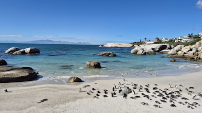 Cape Point ve Penguen Plajı