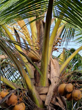 A palm tree with lots of fruit growing on it