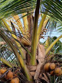 A palm tree with lots of fruit growing on it