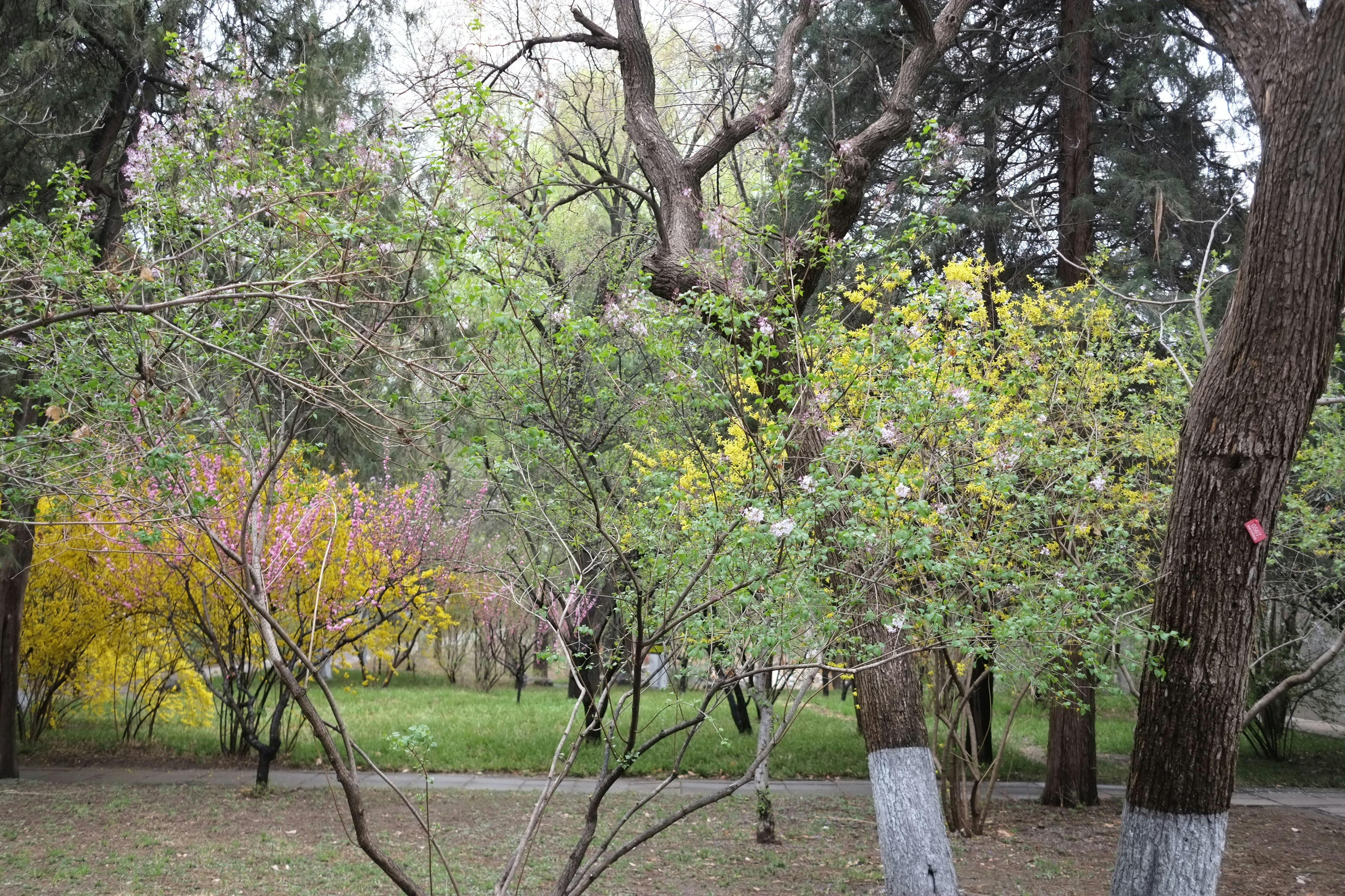 Jardines de Apizaco