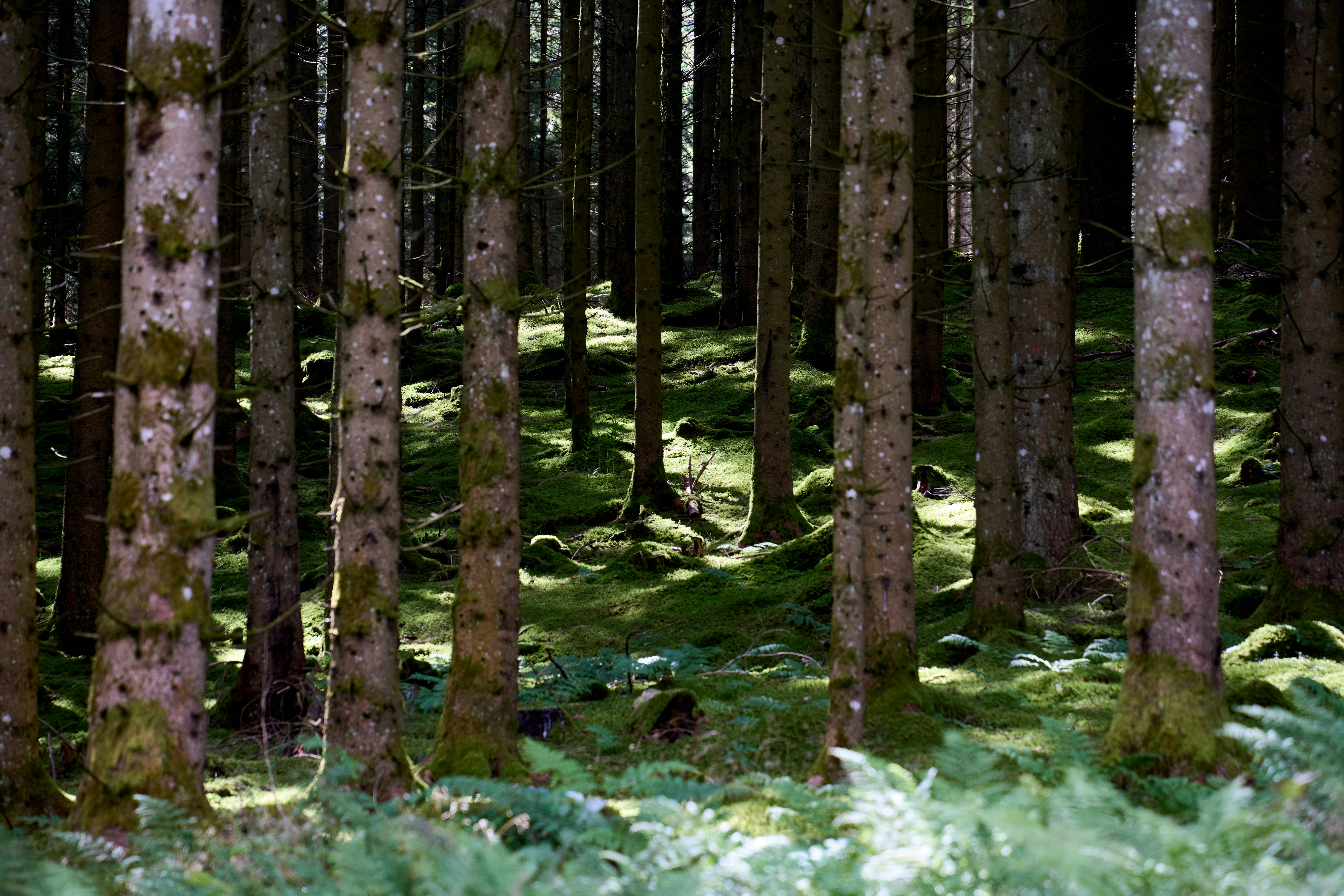 Photo by wolfgang_hasselmann