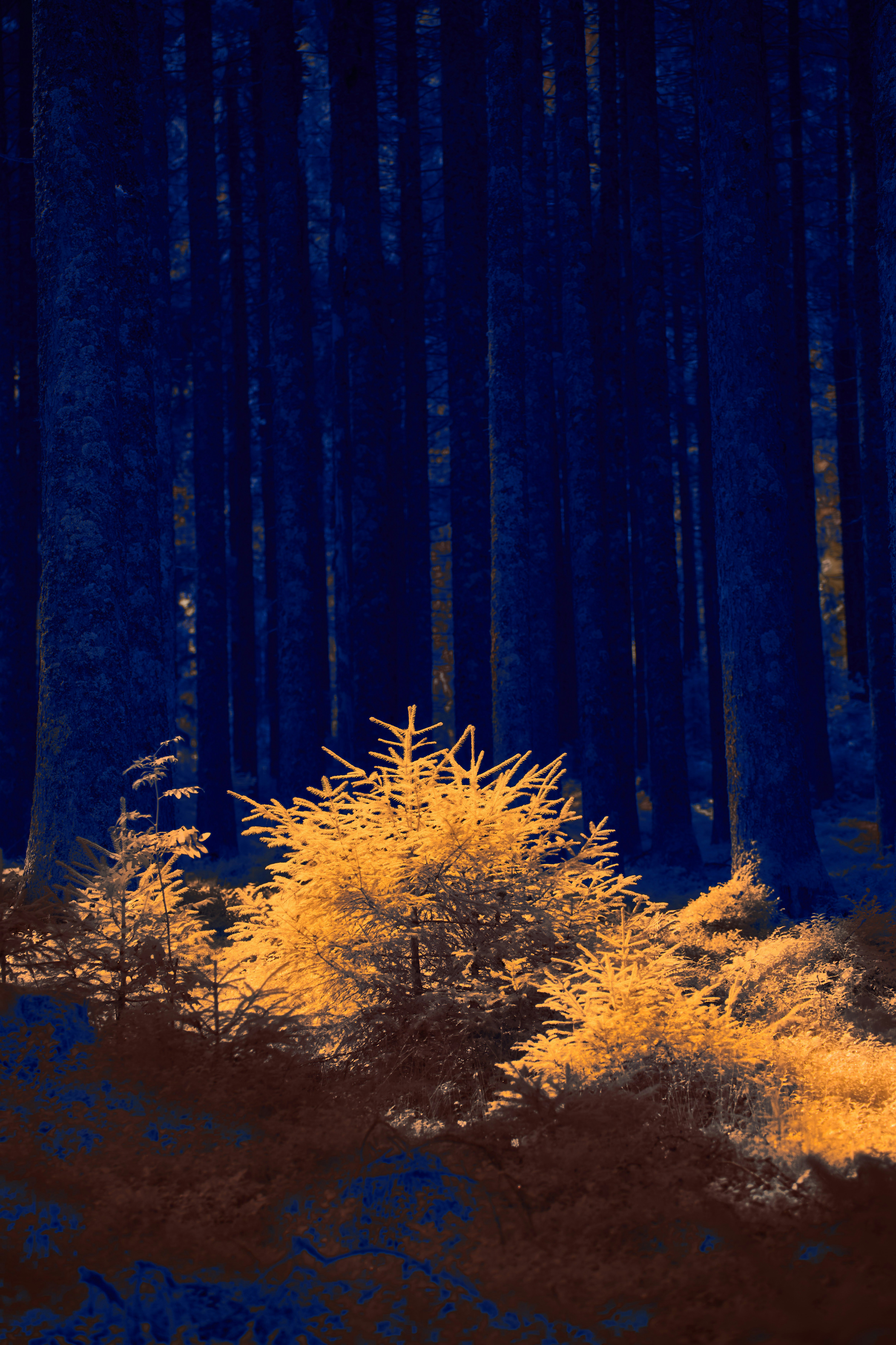 Photo by wolfgang_hasselmann