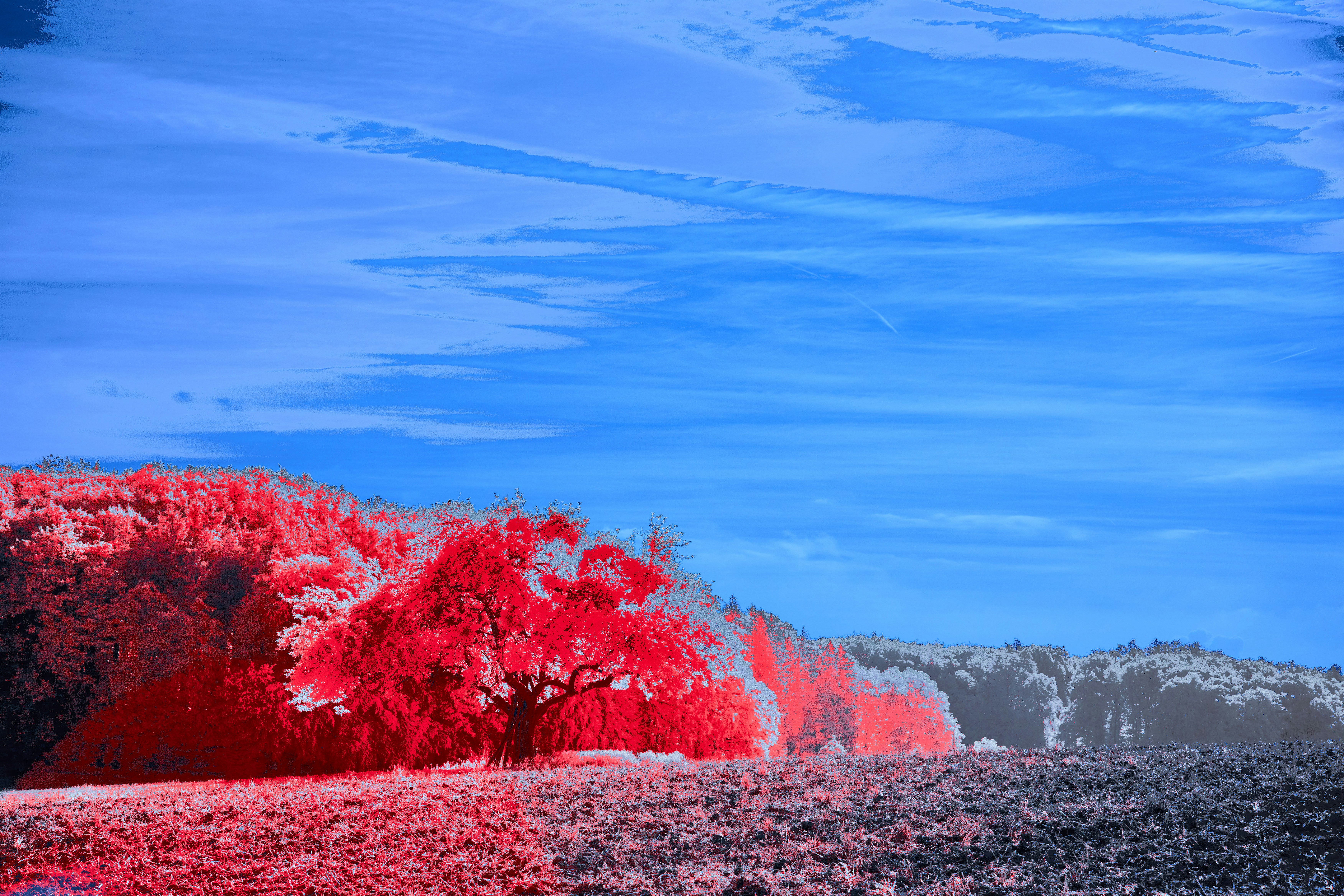 Photo by wolfgang_hasselmann