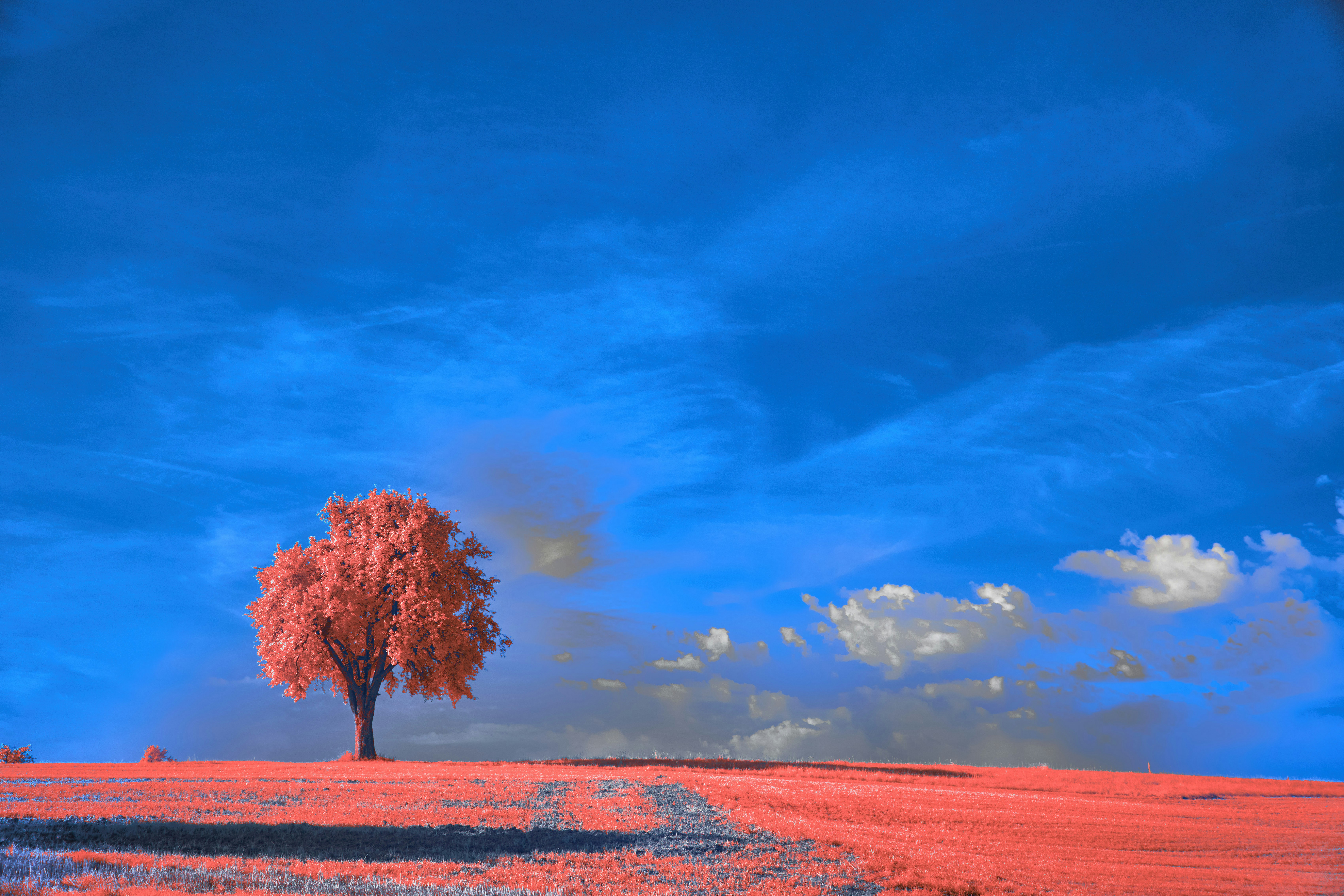 Photo by wolfgang_hasselmann