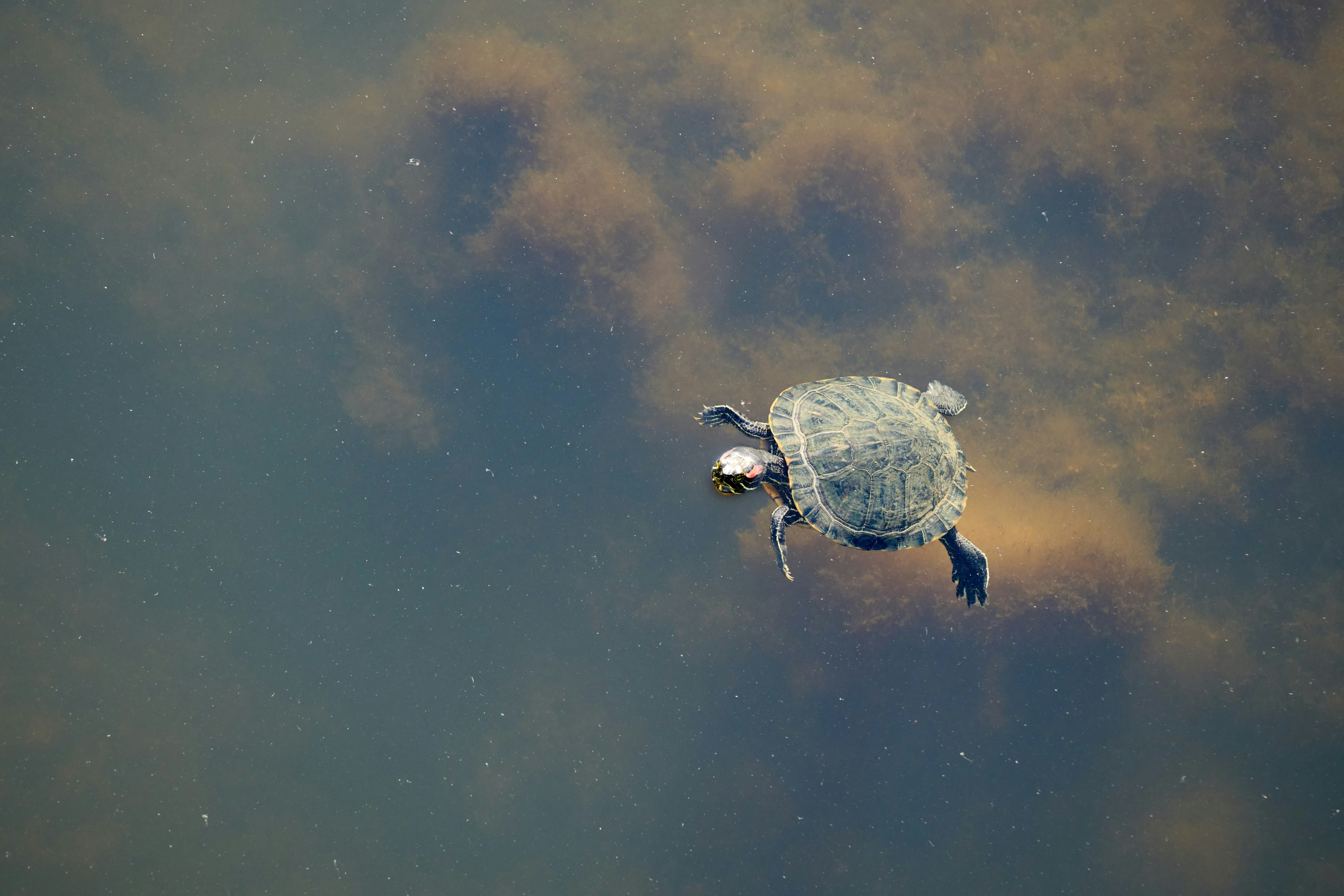 Photo by wolfgang_hasselmann