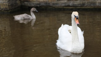 A swan is swimming in the water with two other birds