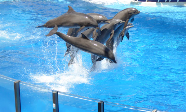 Delfines saltando en un show de SeaWorld Orlando