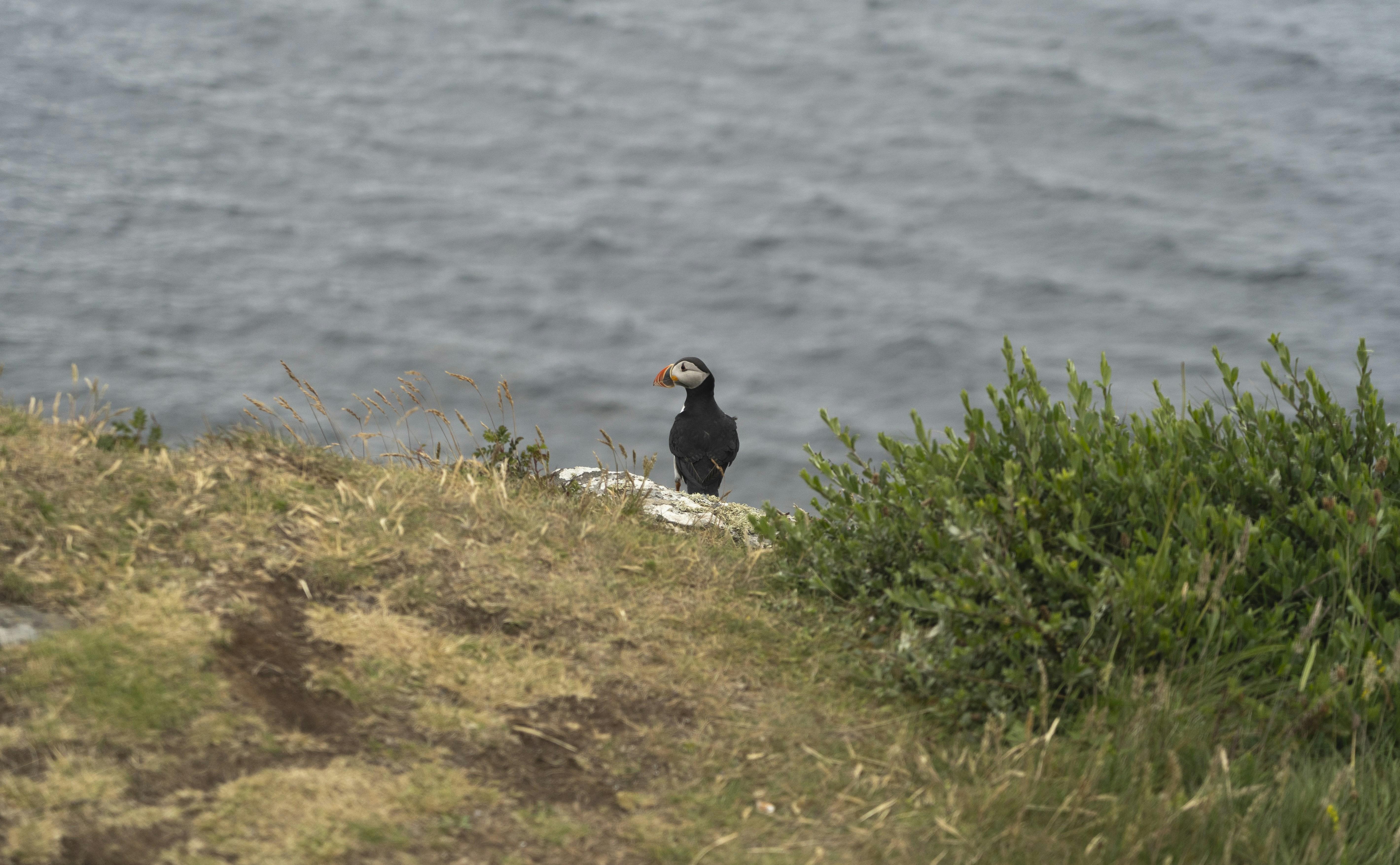 A black bird sitting on top of a hill next to a body of water