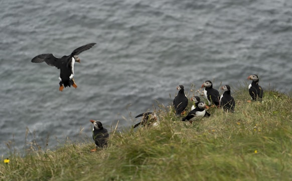A flock of birds standing on top of a grass covered hillside