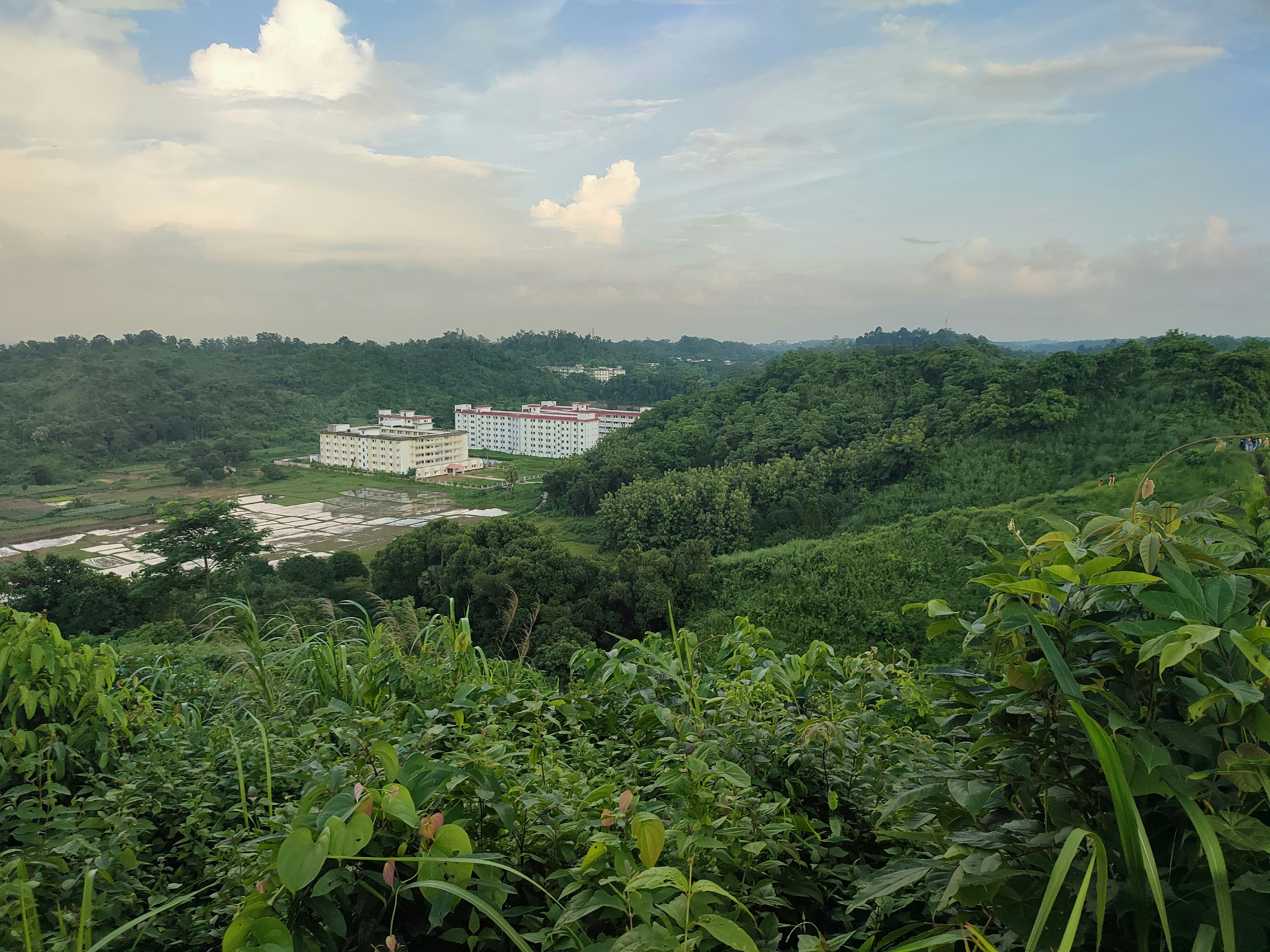 A view of a forest with a building in the distance