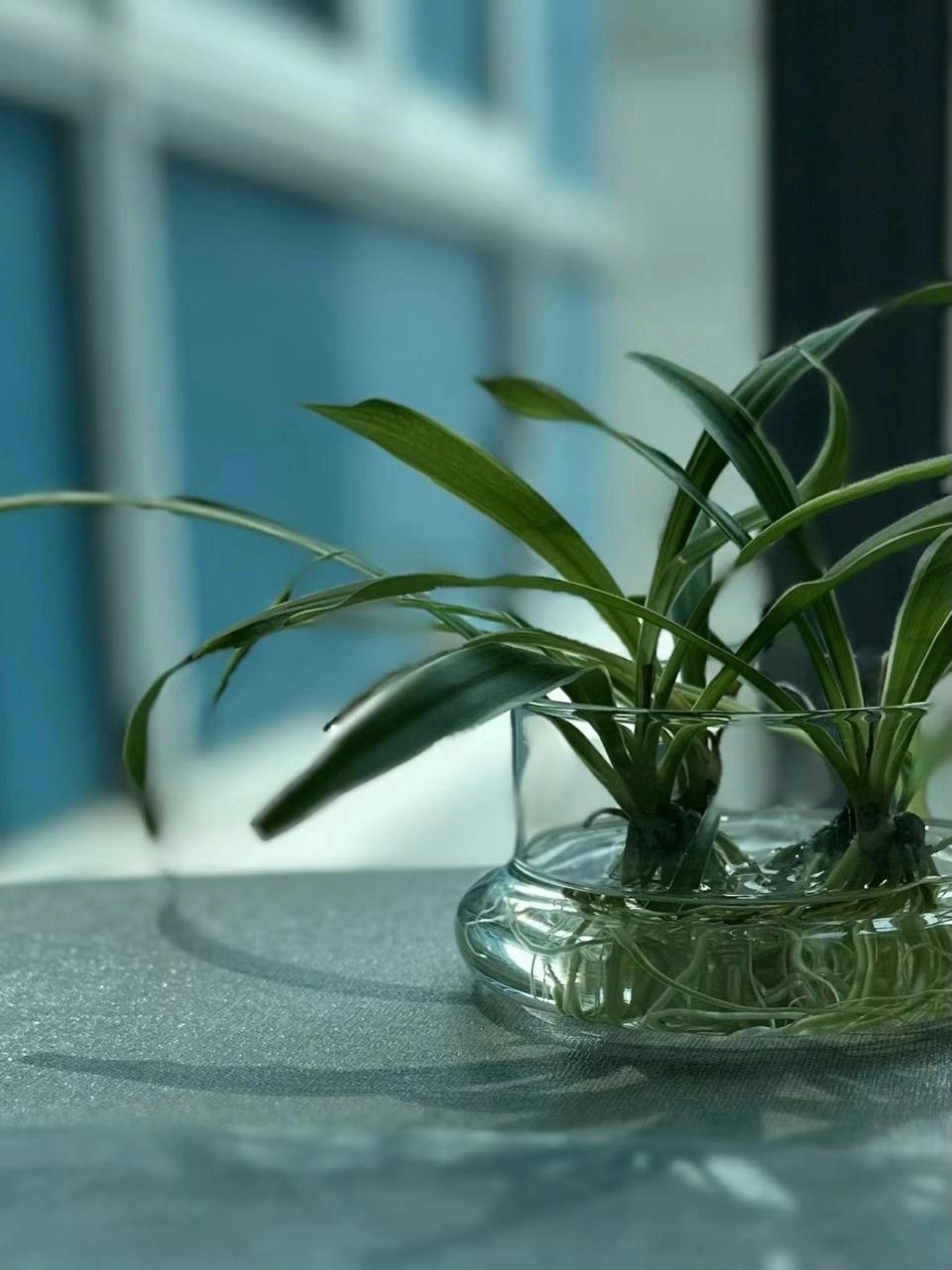 Una planta en un jarrón de vidrio sobre una mesa