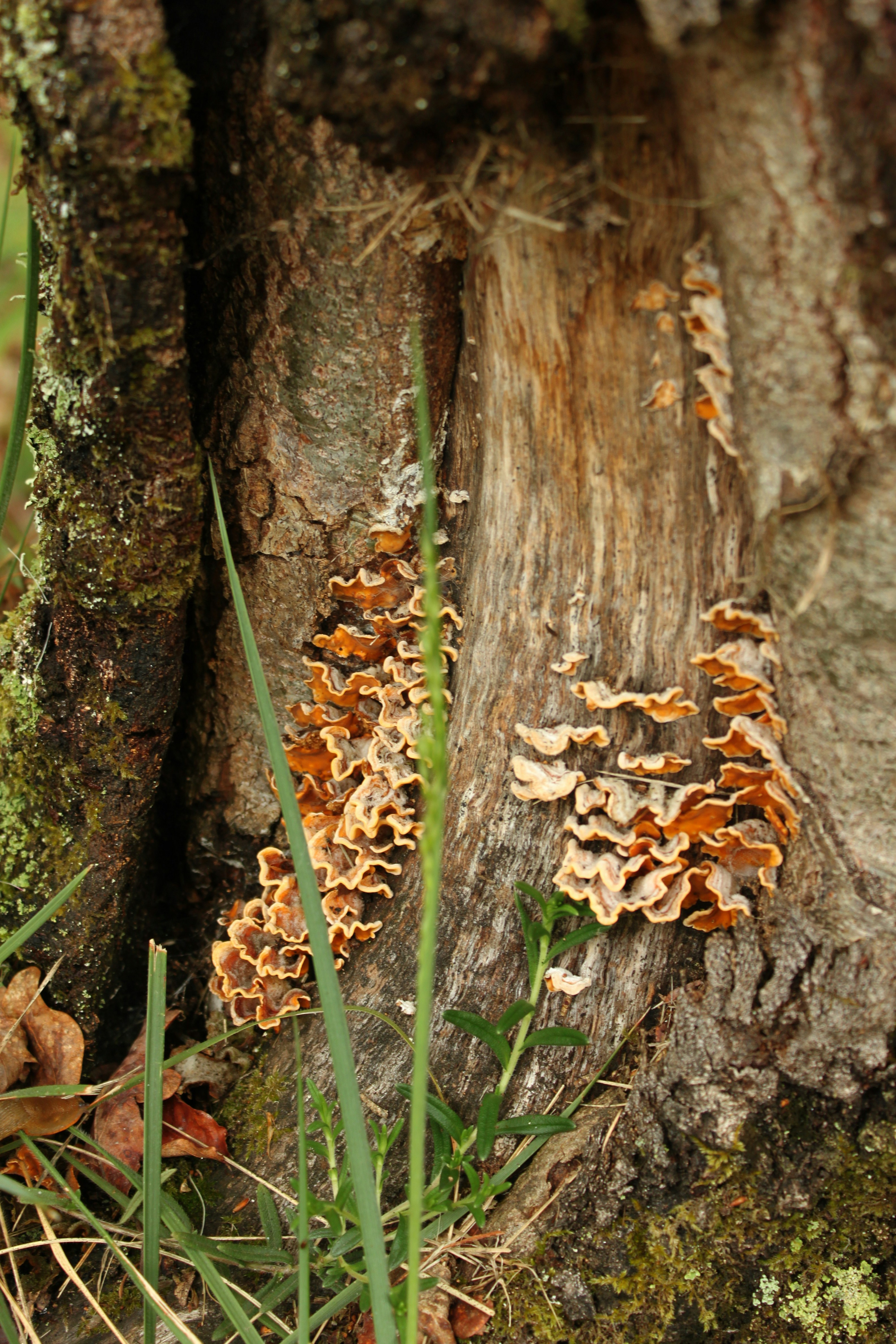 Photo by miguelbaixauli