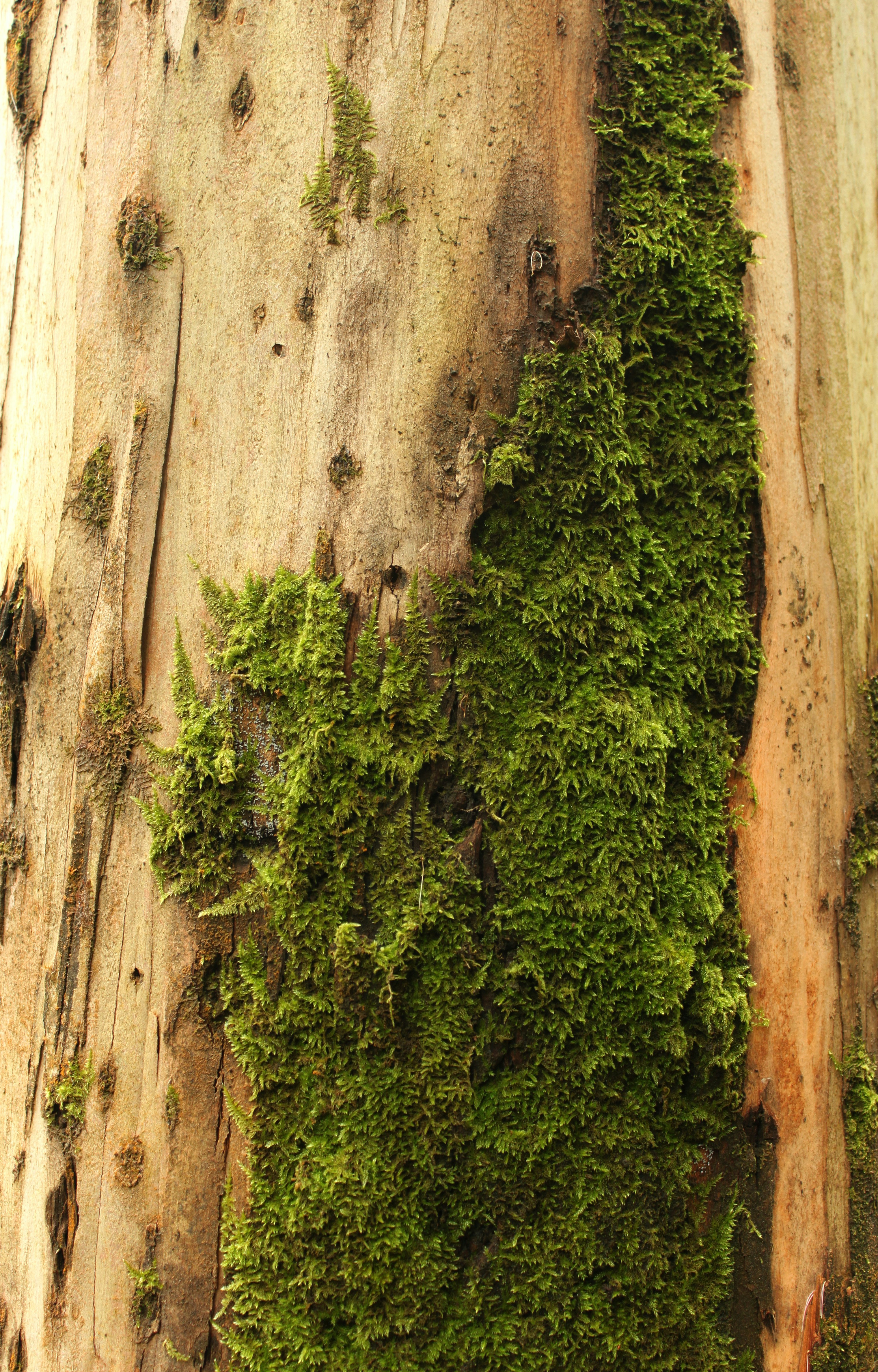 Photo by miguelbaixauli