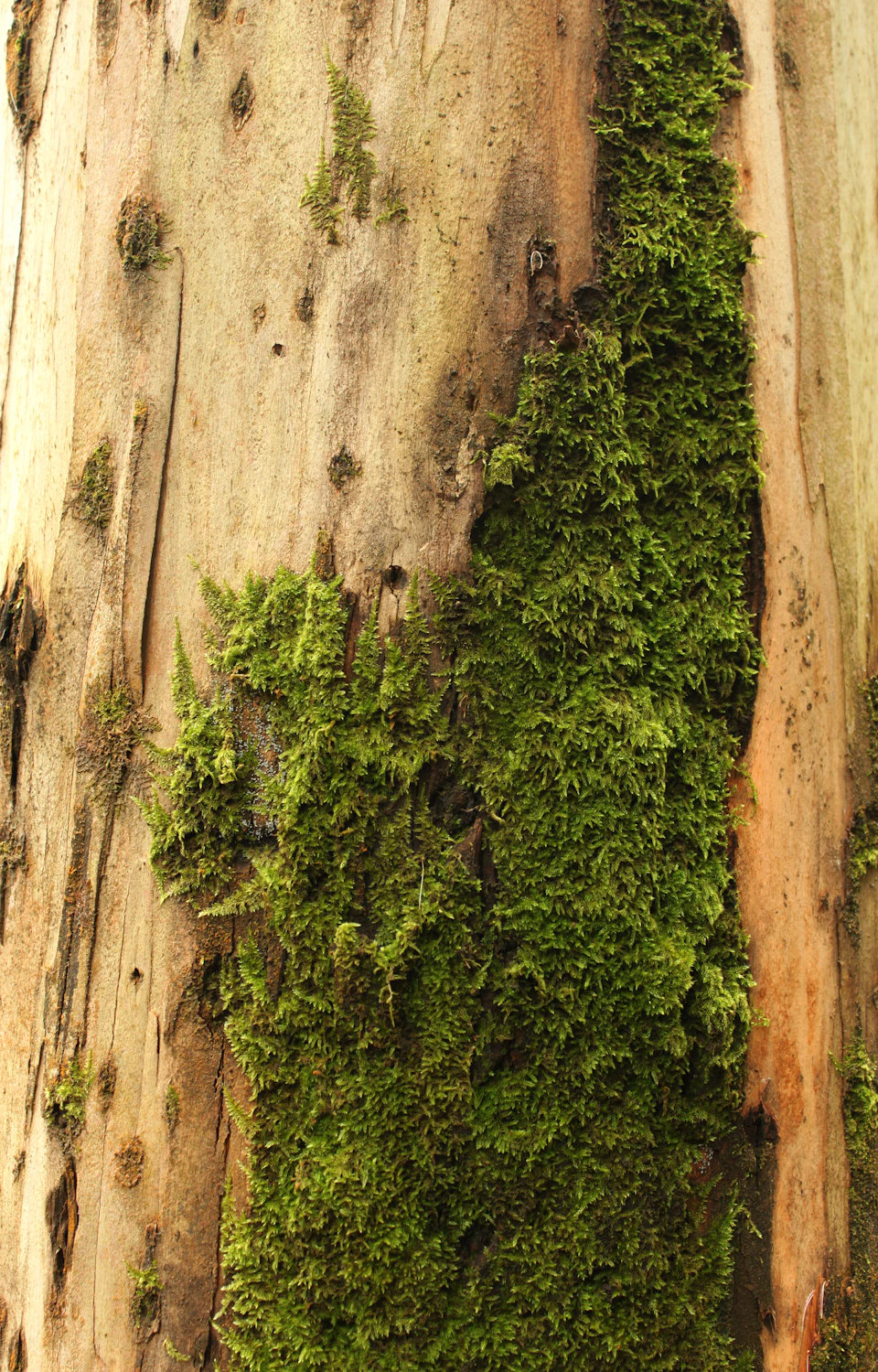 The image shows a close-up view of a tree trunk, with a layer of green moss covering its surface. The moss is growing on both sides and top of the trunk, creating a textured appearance. The background is blurred, drawing attention to the tree trunk and its mossy growth.