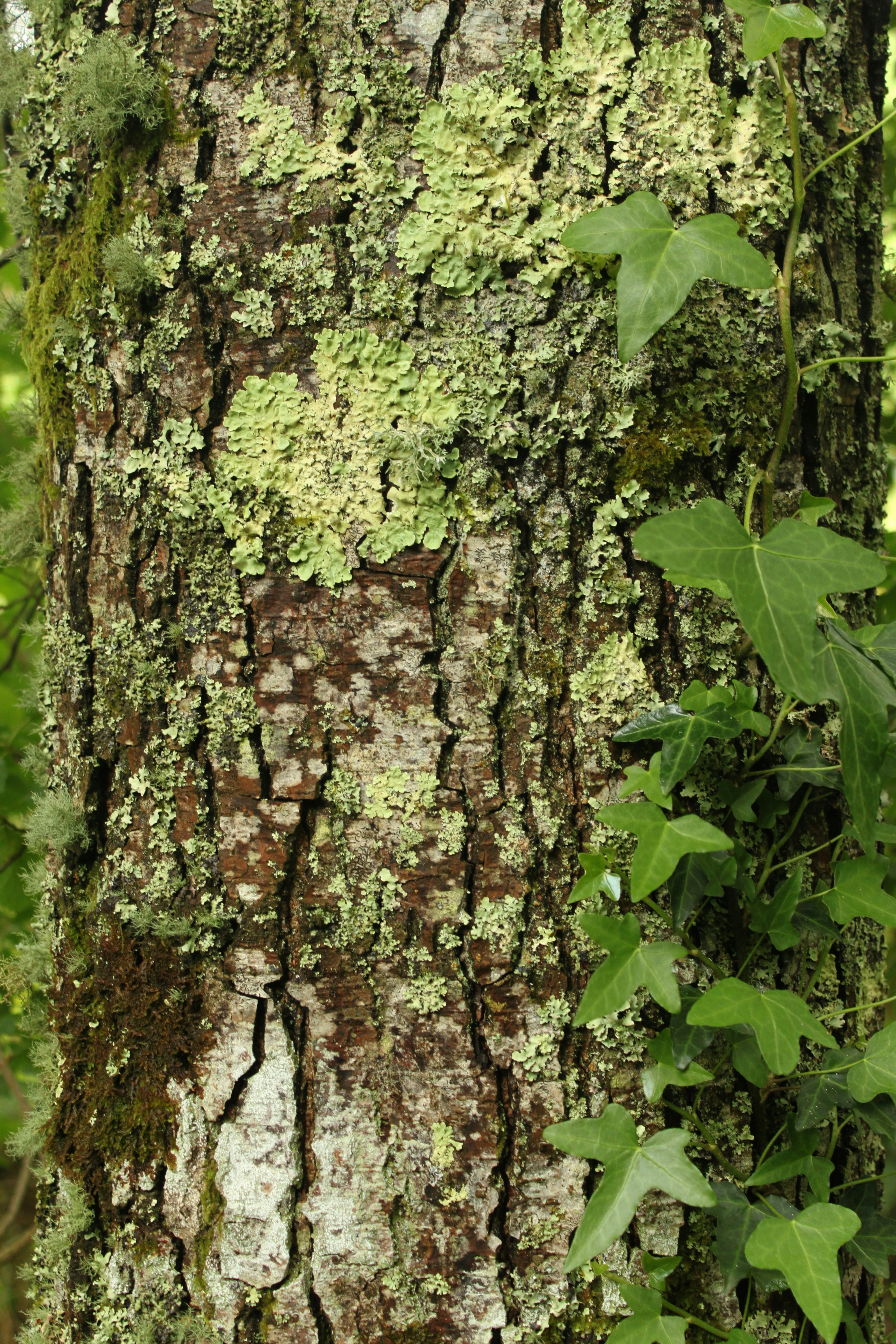 Photo by miguelbaixauli