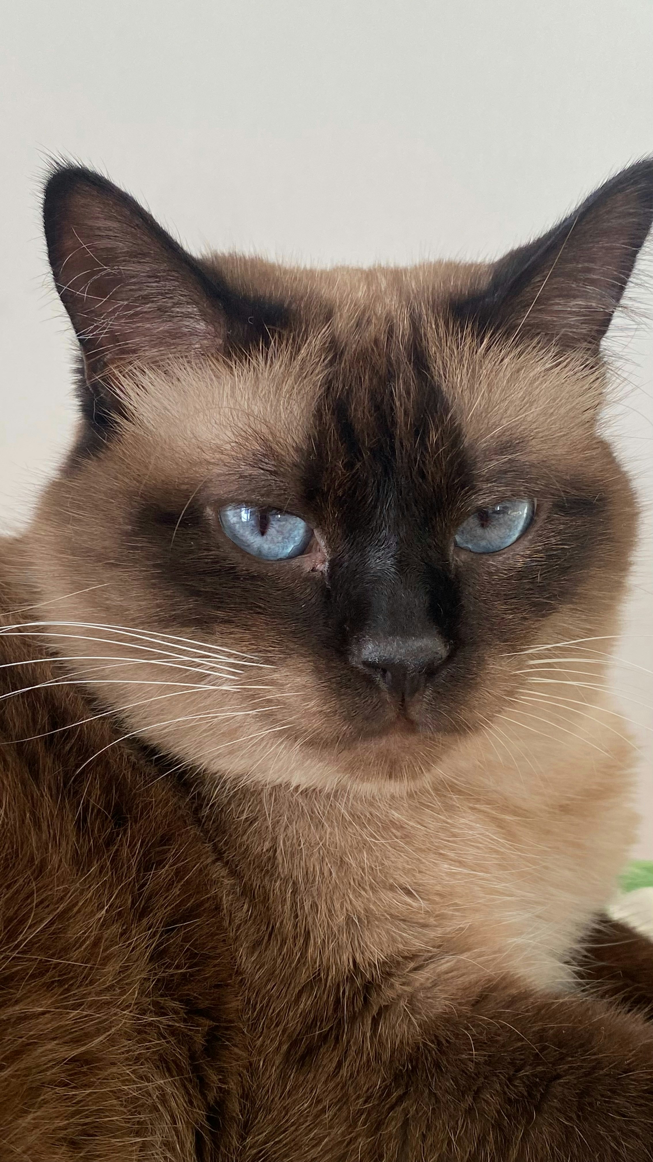 Photo by vertinskaya