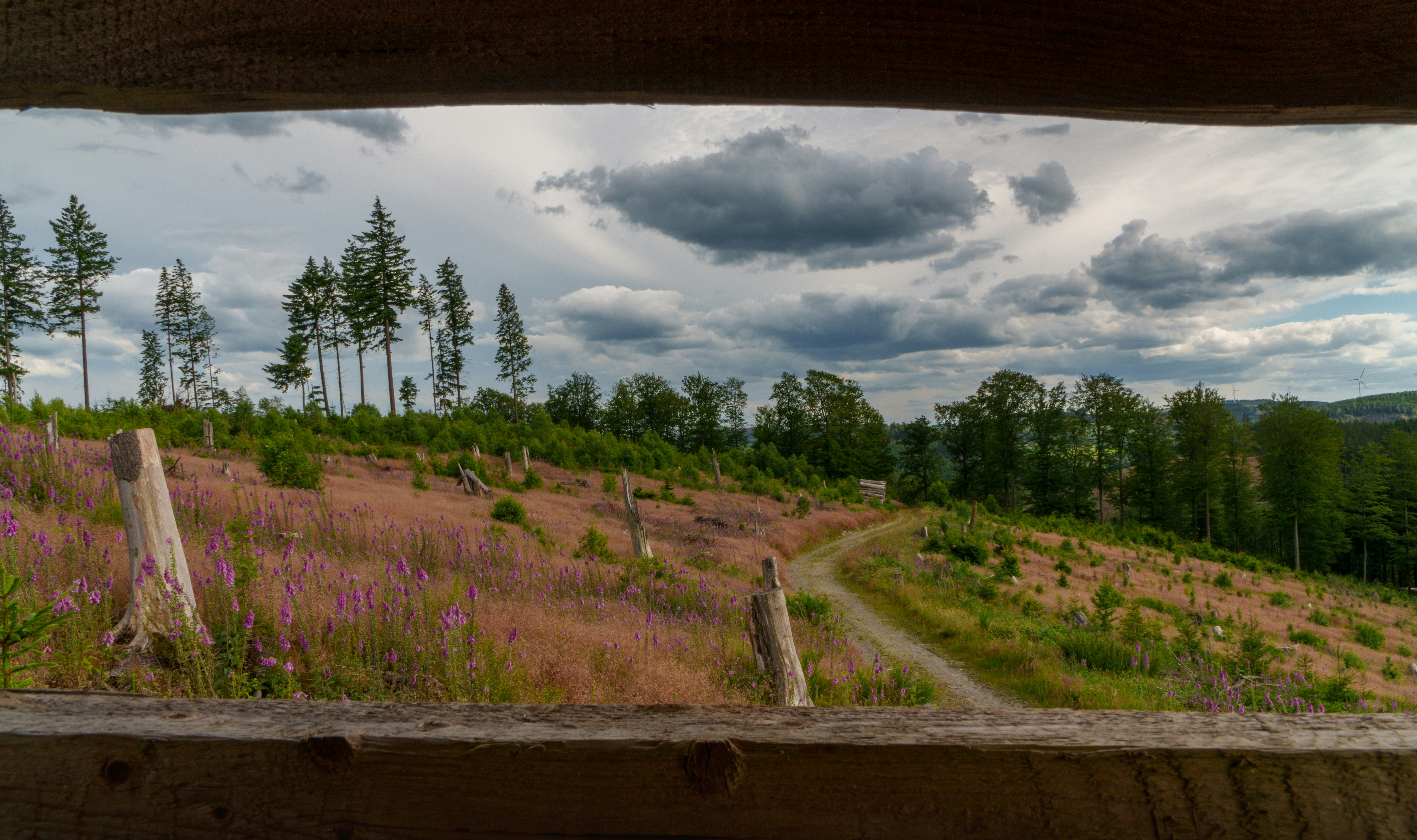 This is the view taken from a bird hide in the Rothaar Mountains, overlooking an area which is home to eagles. Photo taken with Sony a6700 in eary summer 2024.