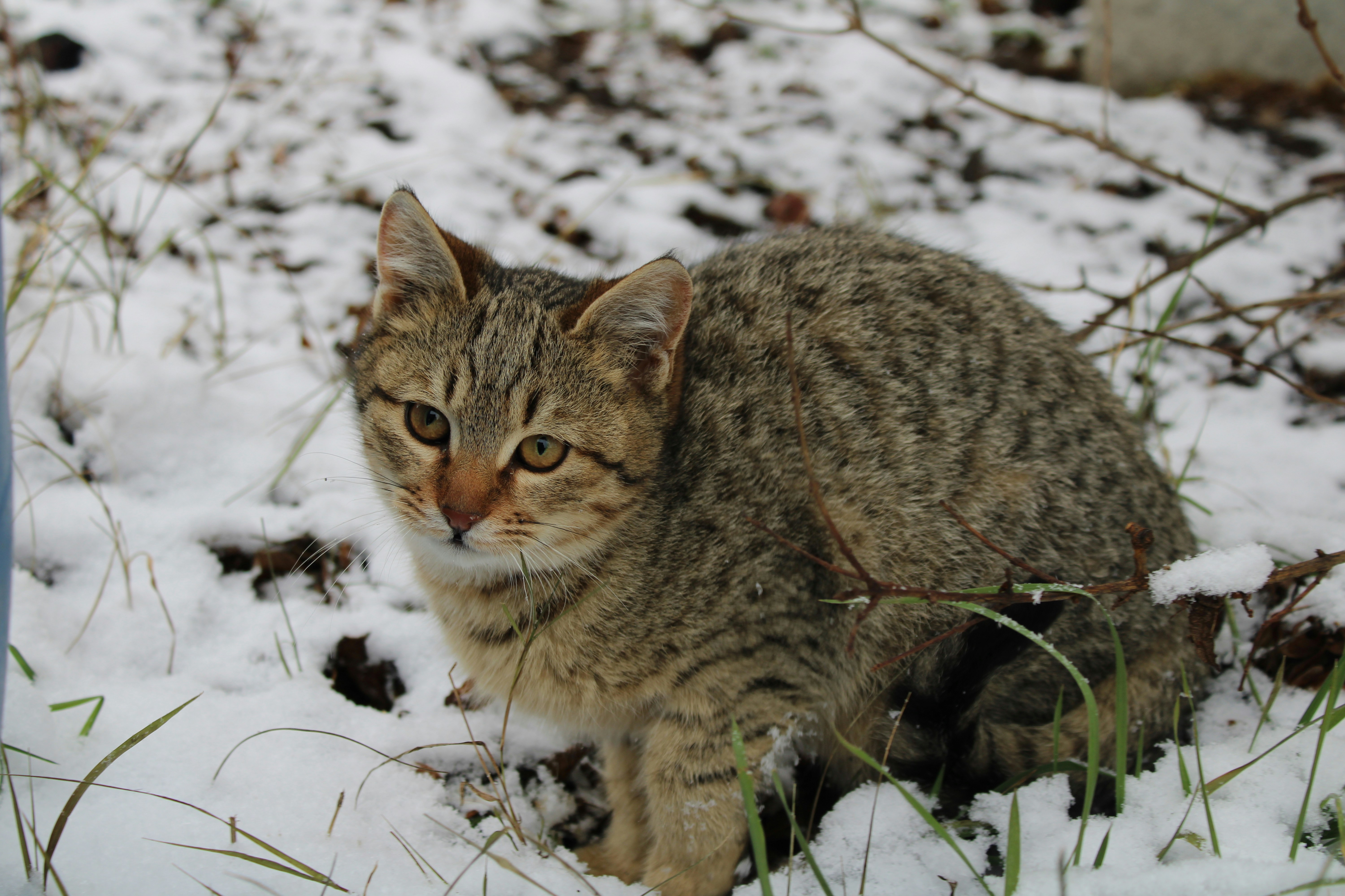 A cat sitting in the snow next to a trash can