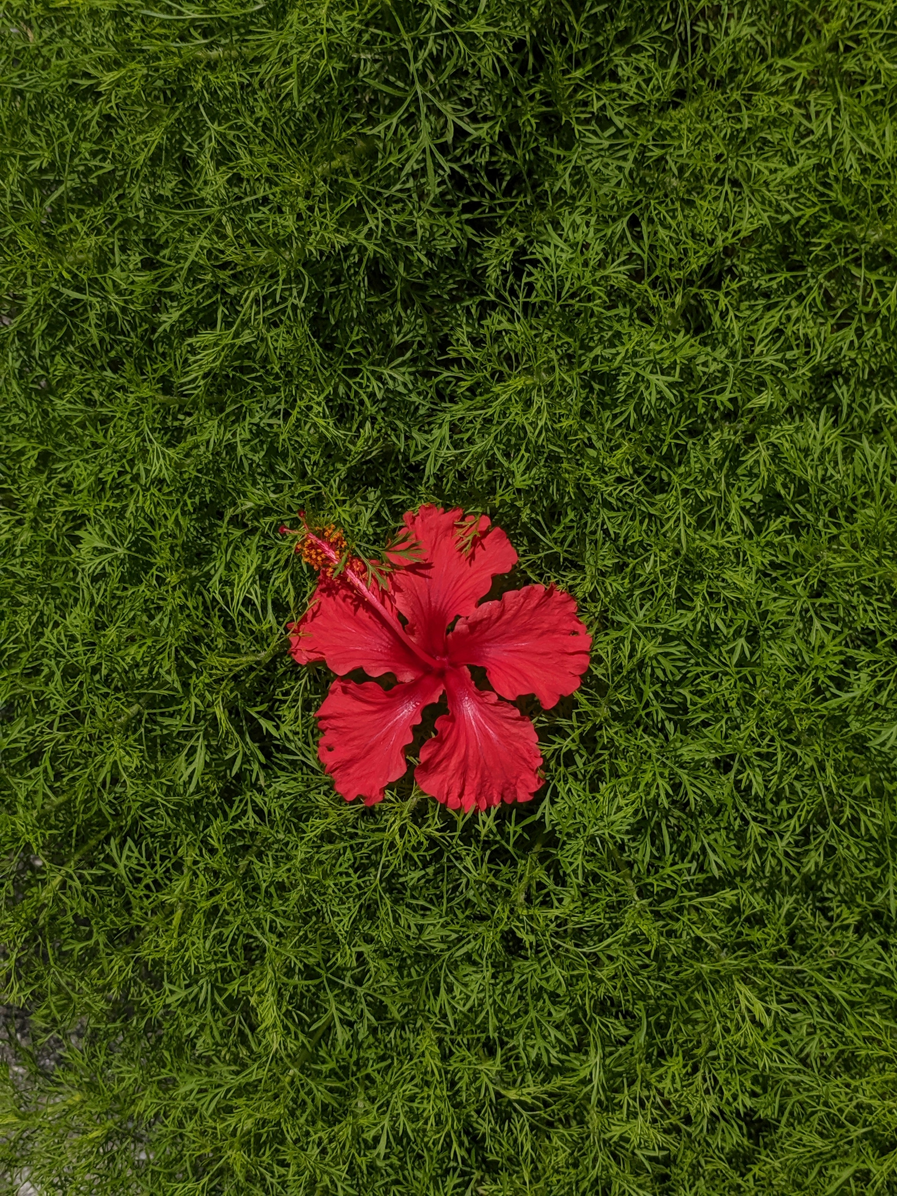 A red flower sitting on top of a lush green field