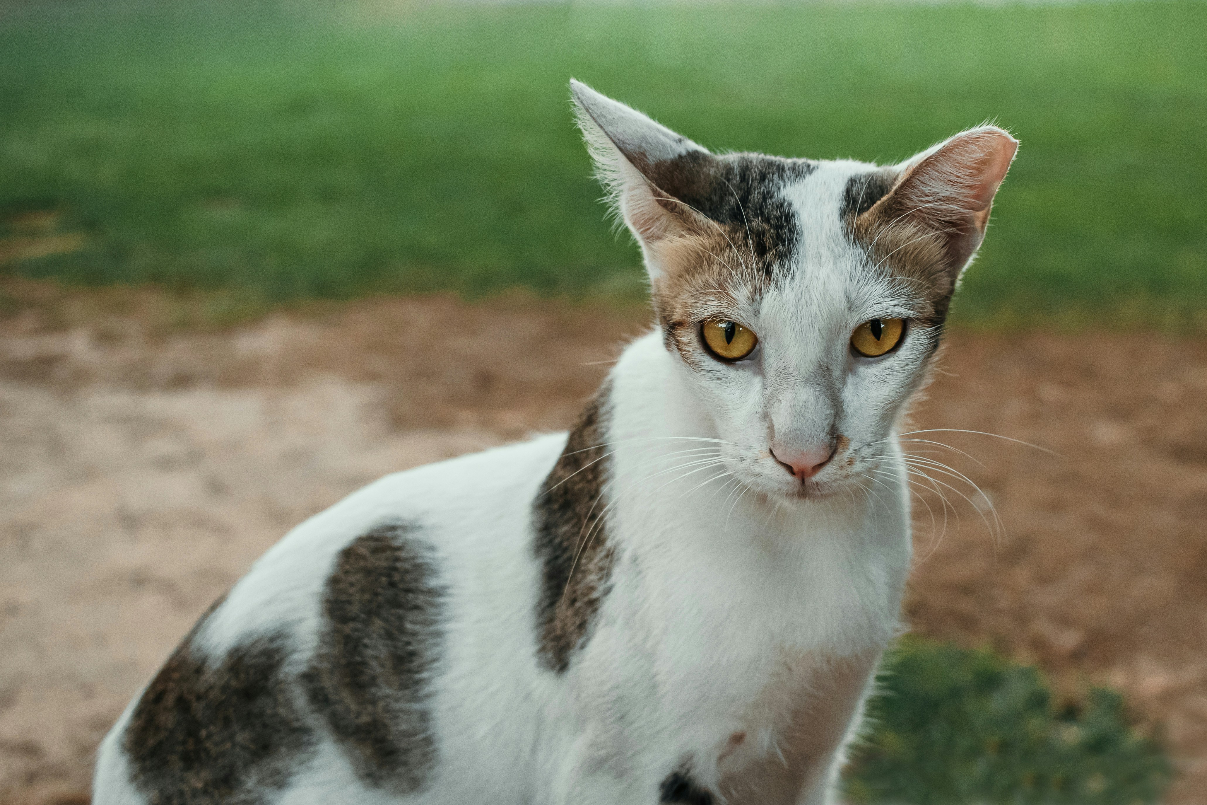 Relaxed Tail Movements (image credits: unsplash)