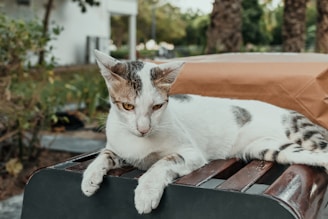 A cat laying on top of a piece of luggage