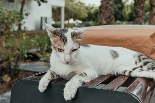 A cat laying on top of a piece of luggage
