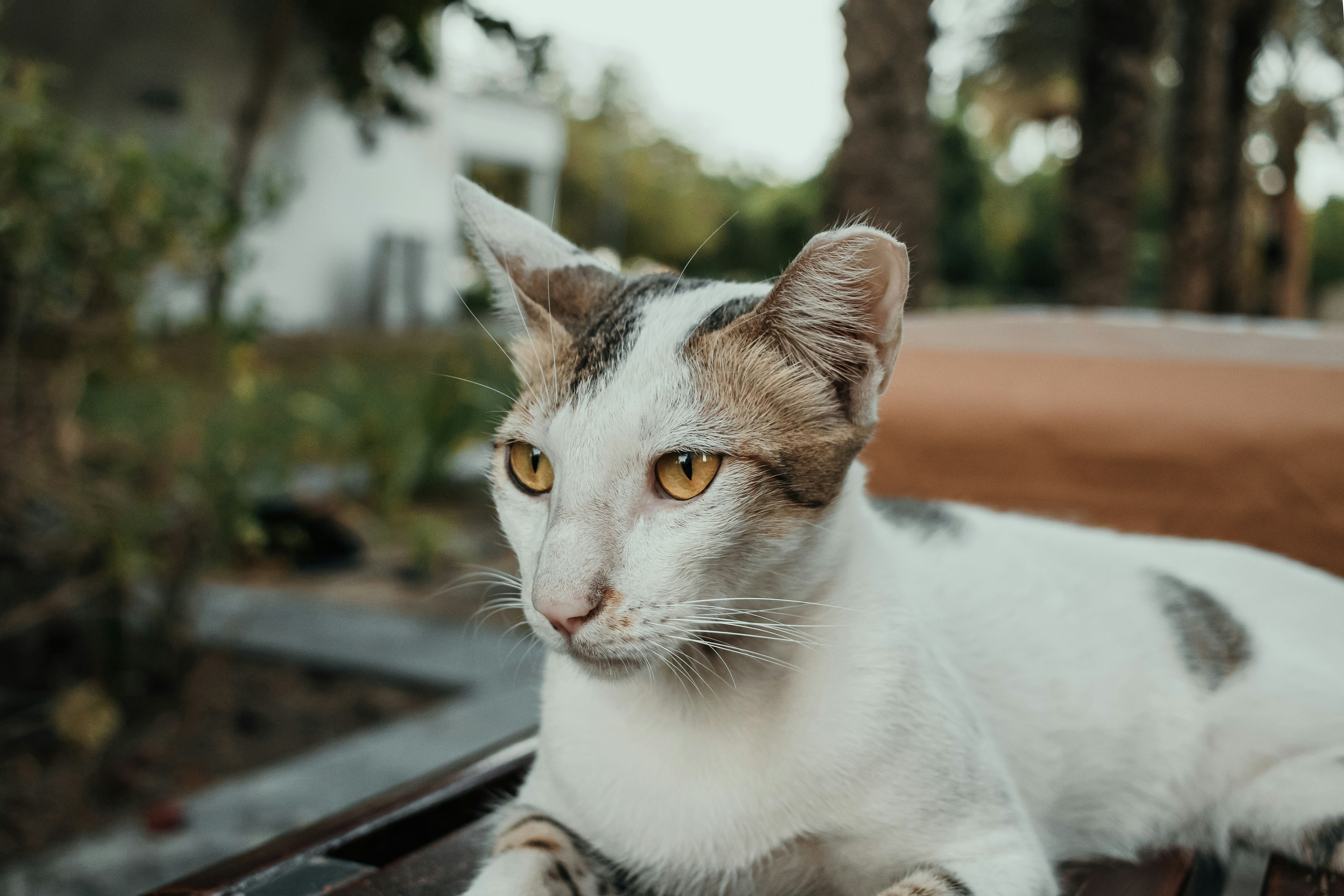 Gentle Tail Movements: The Subtle Whisper of Calm (image credits: unsplash)