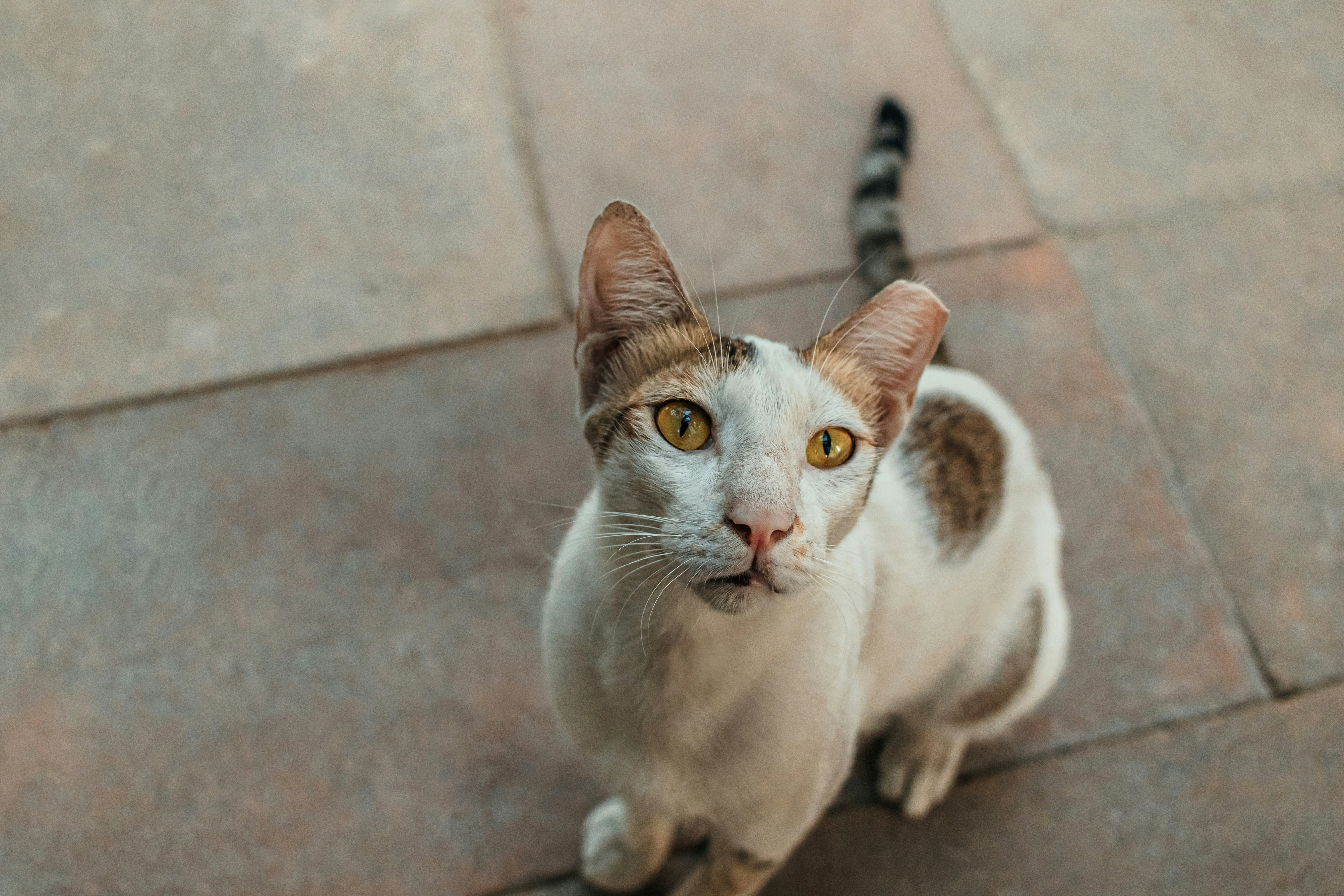 Interpreting the Feline Mood: Tail and Ear Language (image credits: unsplash)
