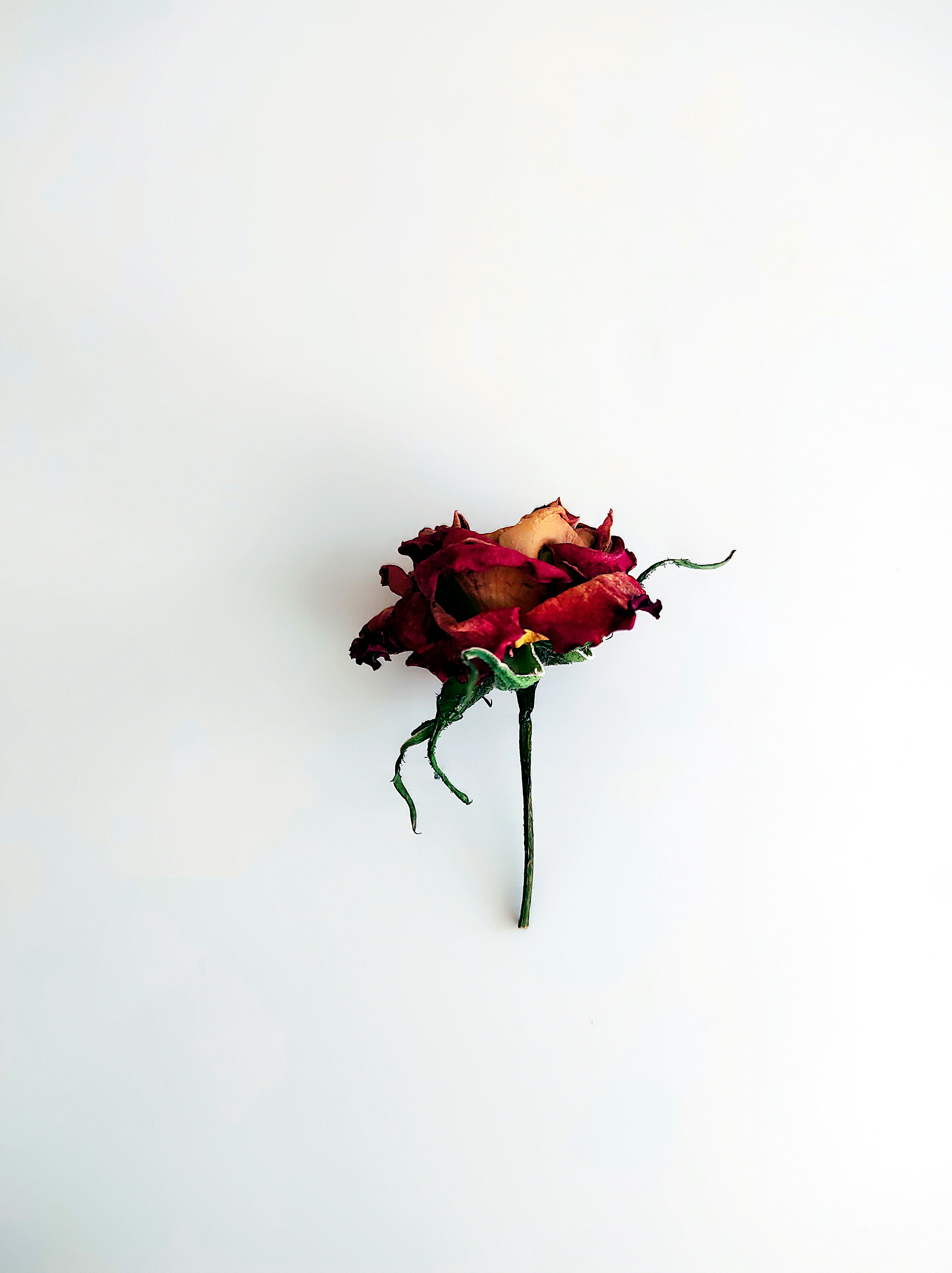 Photo by daniela_e_photography