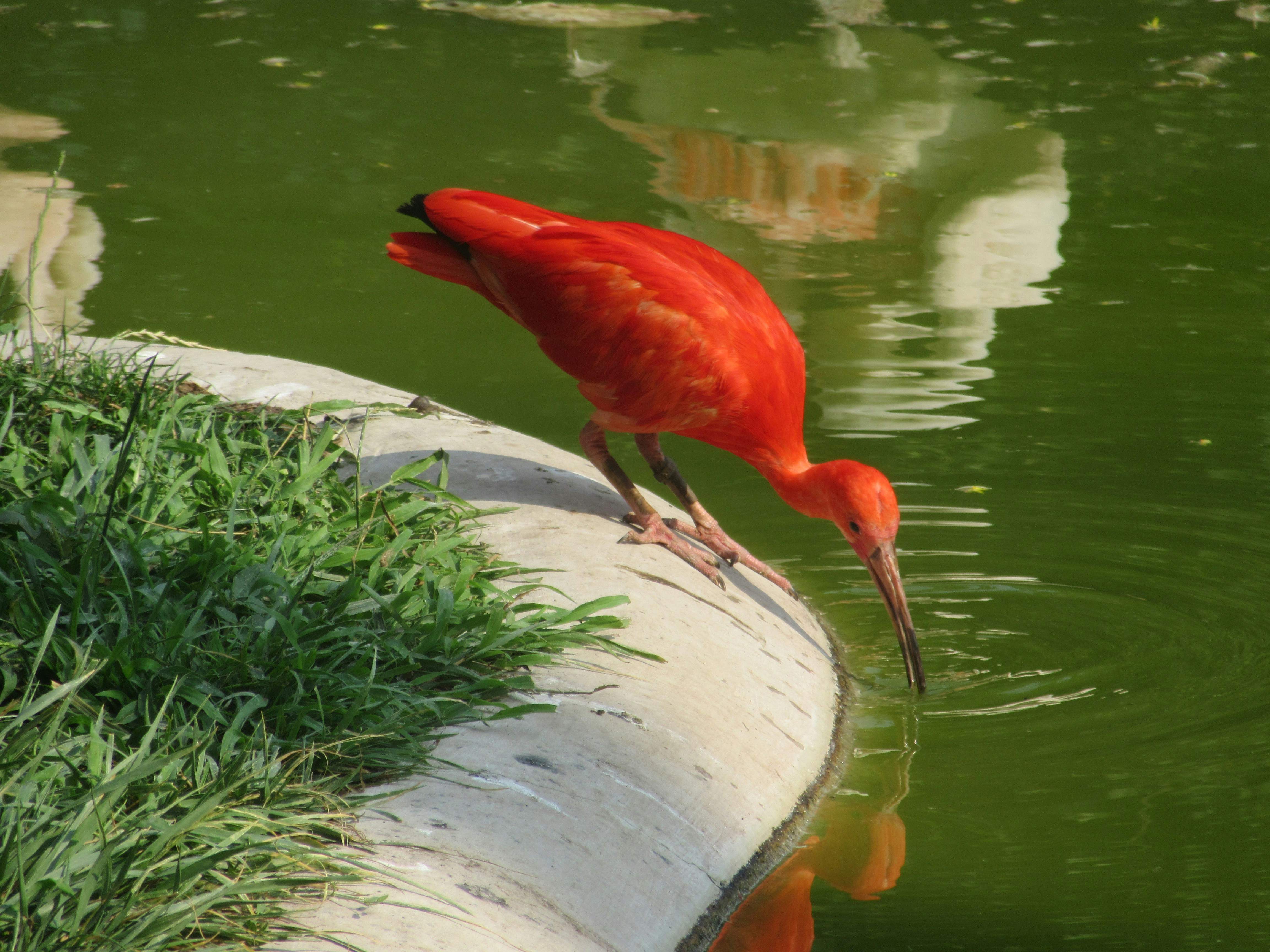 물가에 서 있는 붉은 새