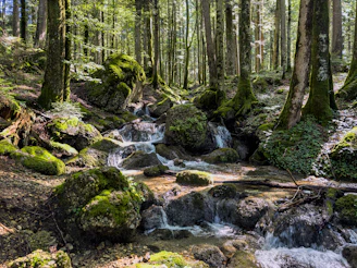A stream running through a lush green forest