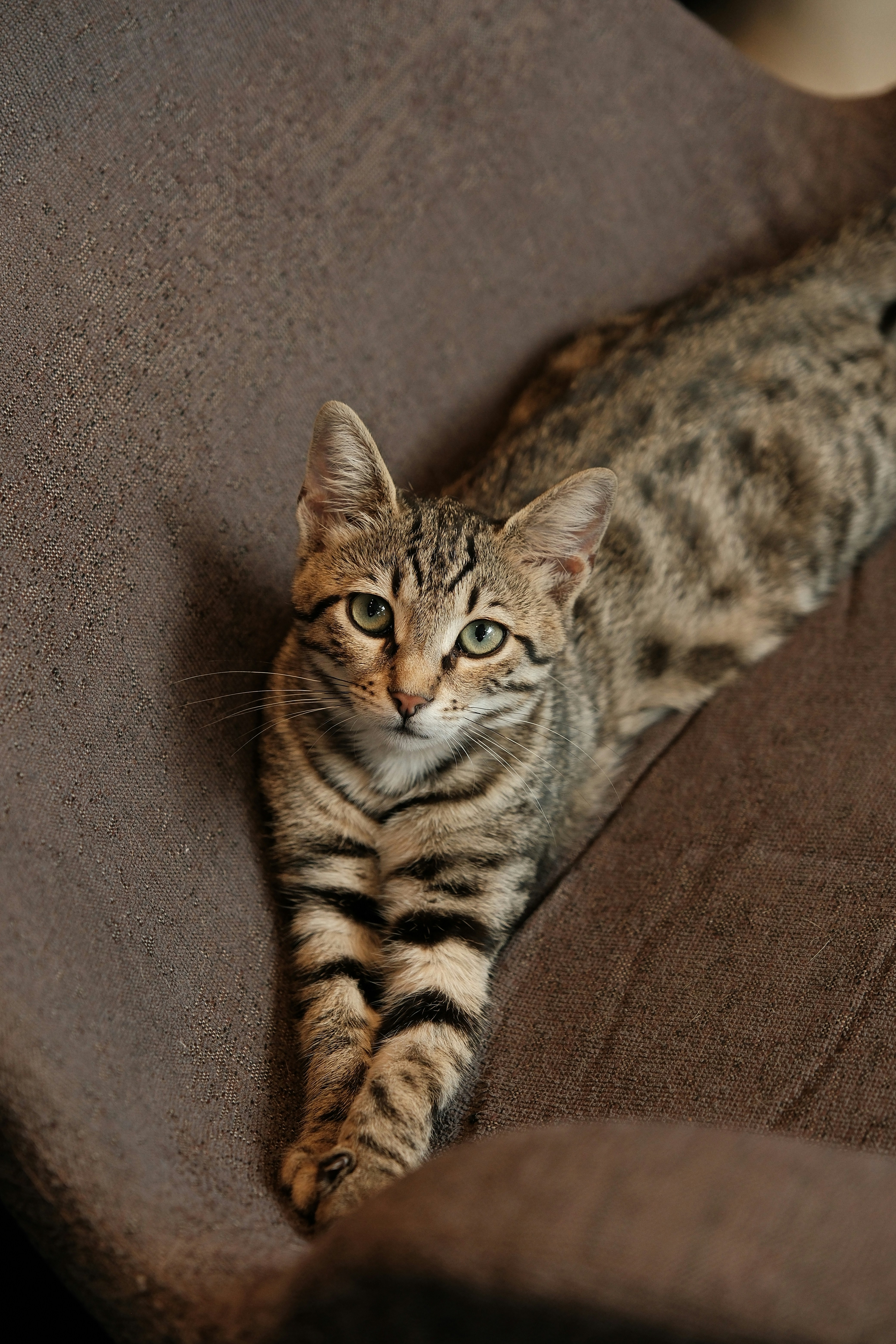 A cat laying on top of a brown couch