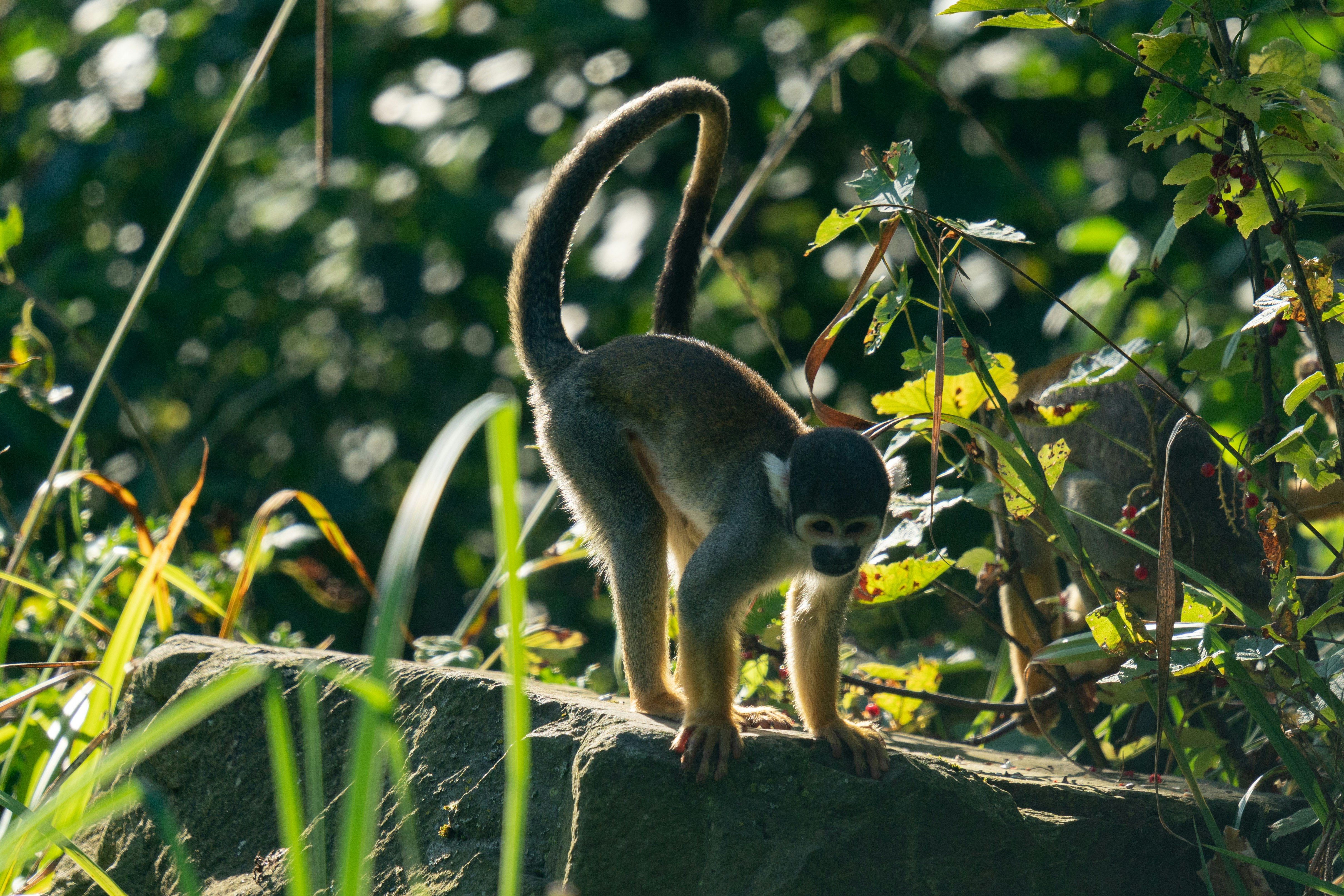 Afbeelding van Arnhem
