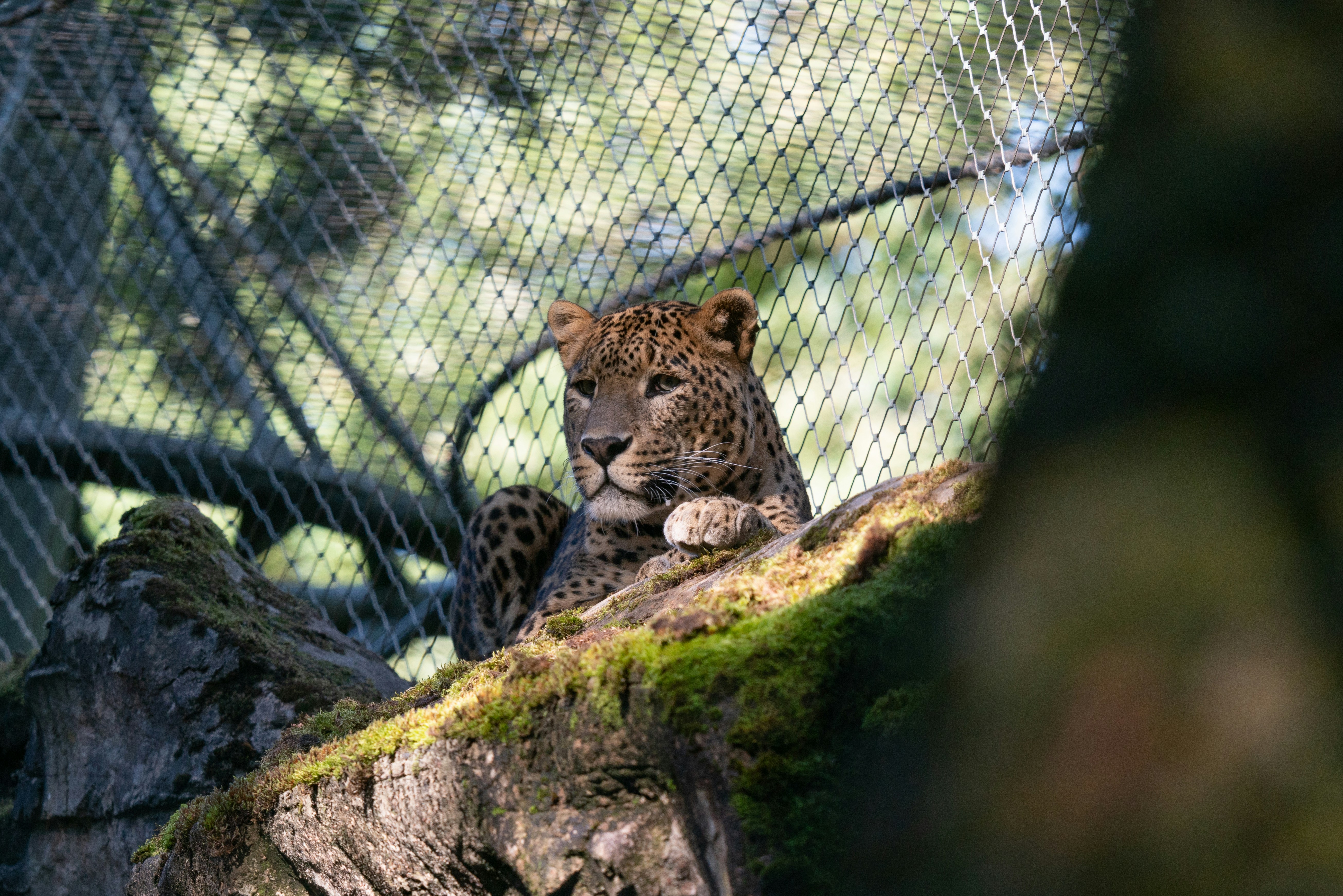 Ein Gepard sitzt auf einem Felsen in einem eingezäunten Bereich