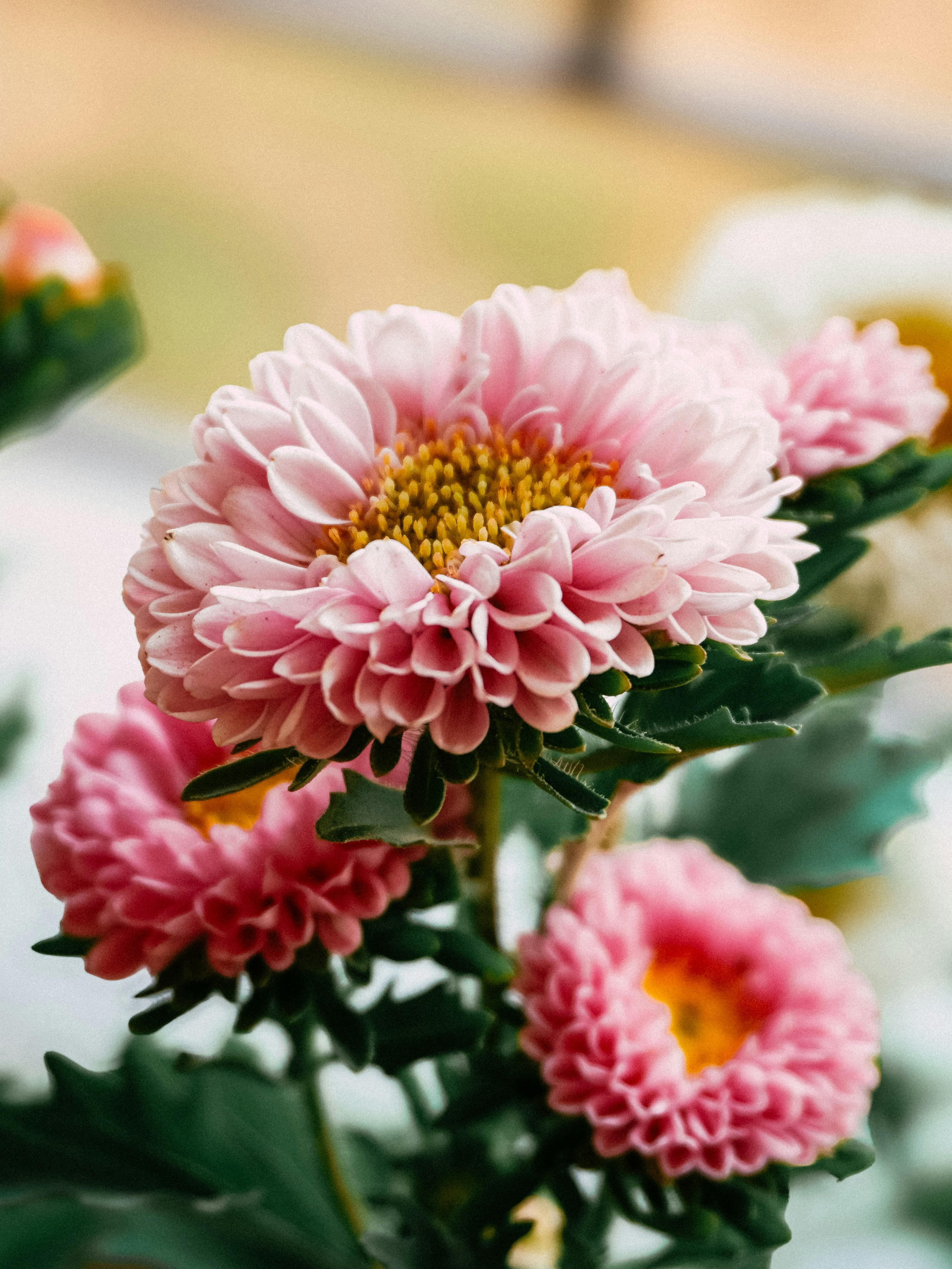 Photo by pparimita19