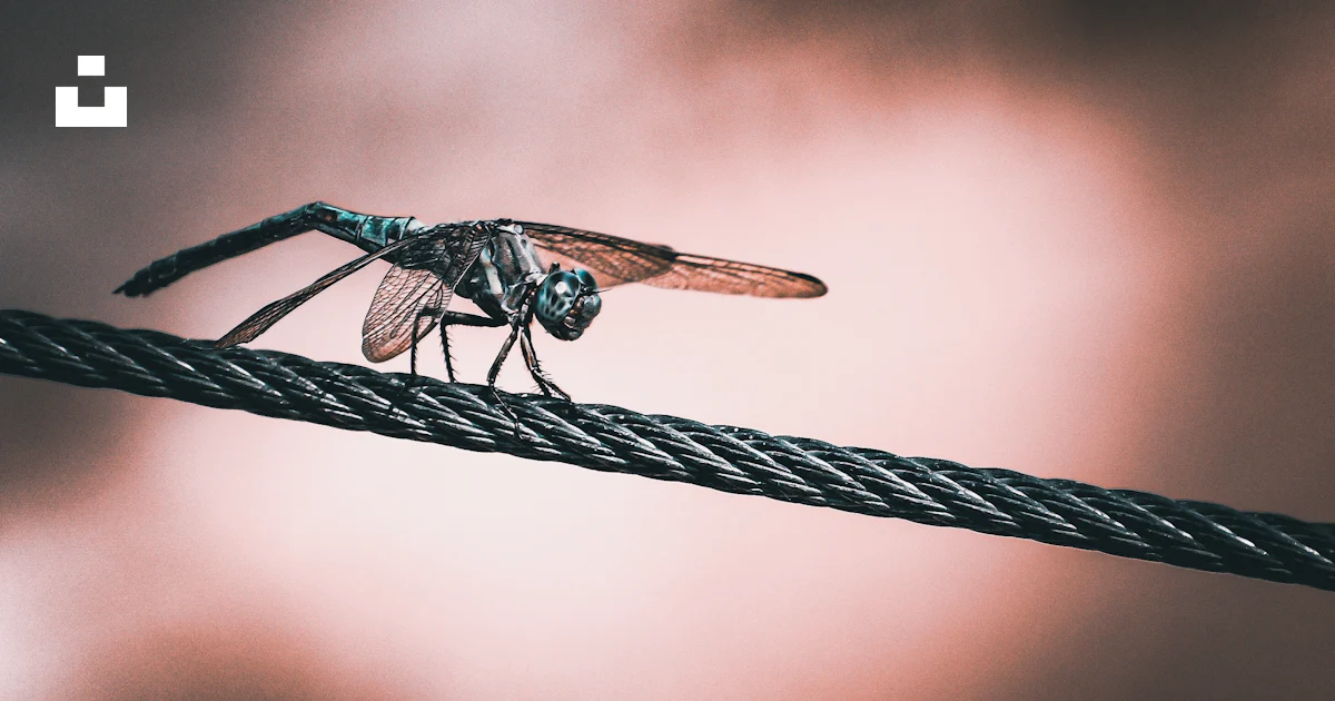 A bug sitting on top of a rope under a cloudy sky photo – Free Insect ...