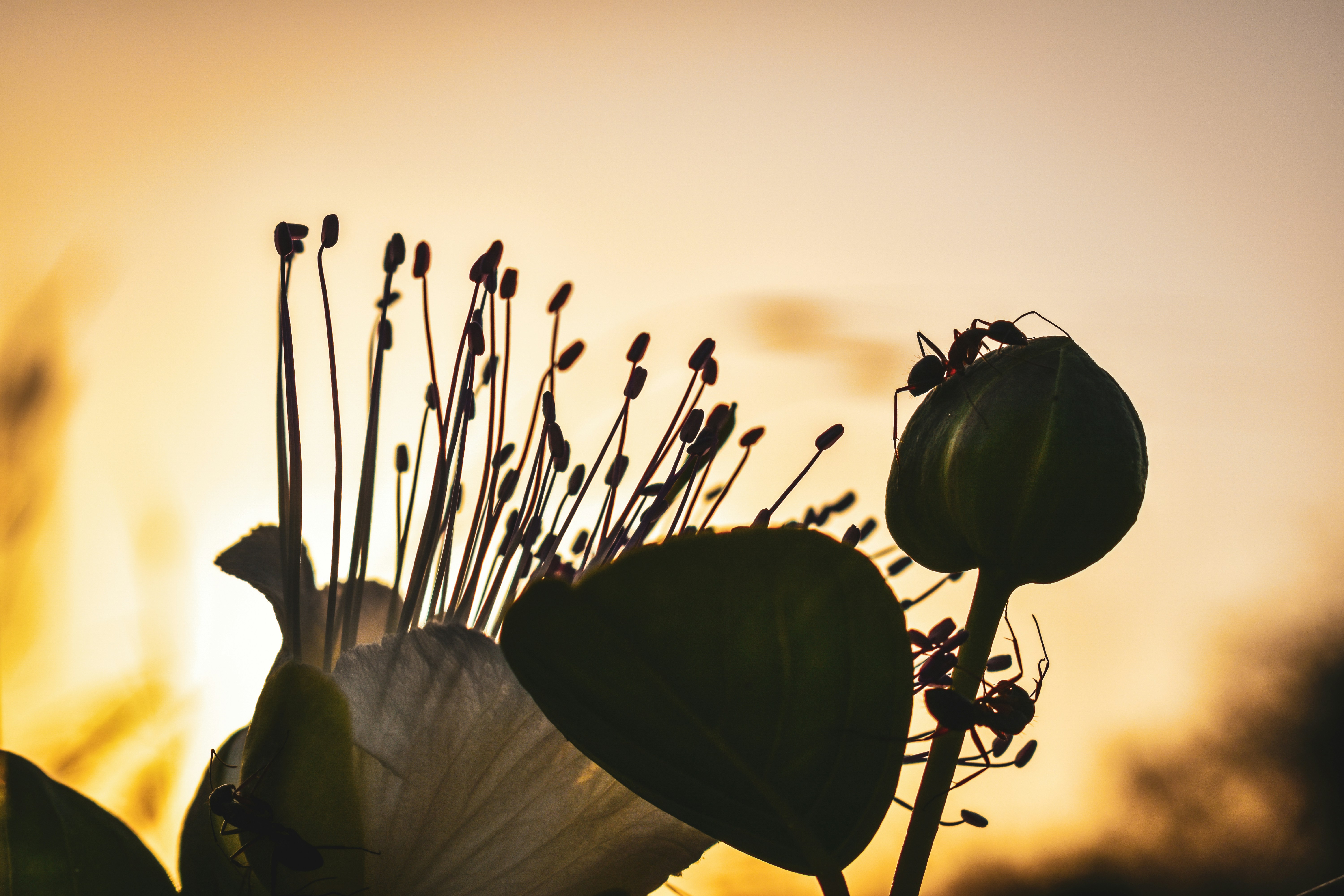 Un primo piano di un fiore con il sole sullo sfondo