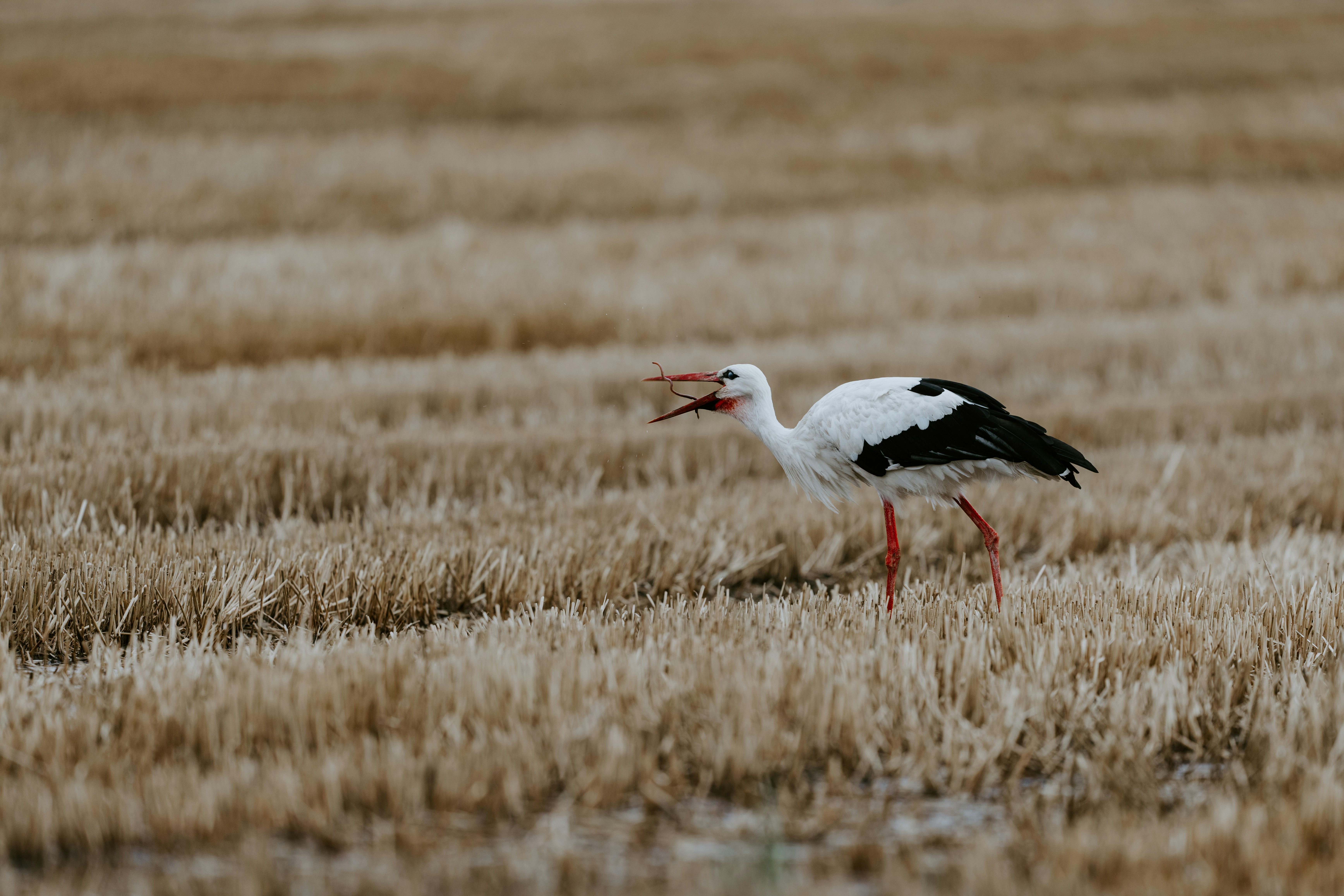 Photo by purzlbaum