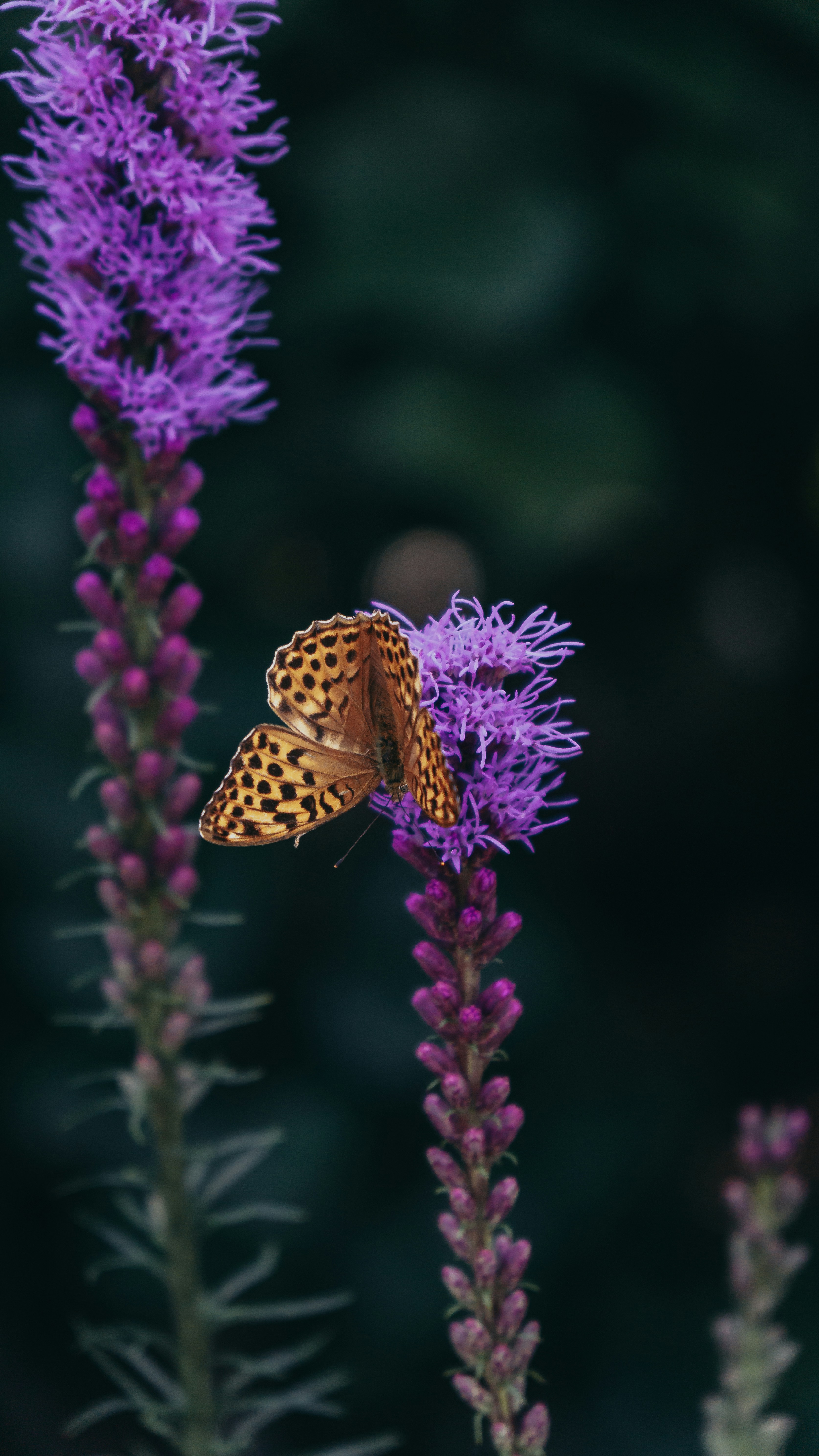 Photo by bielej