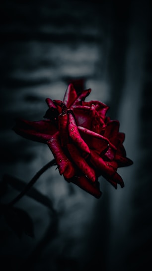 A single red rose with water droplets on it