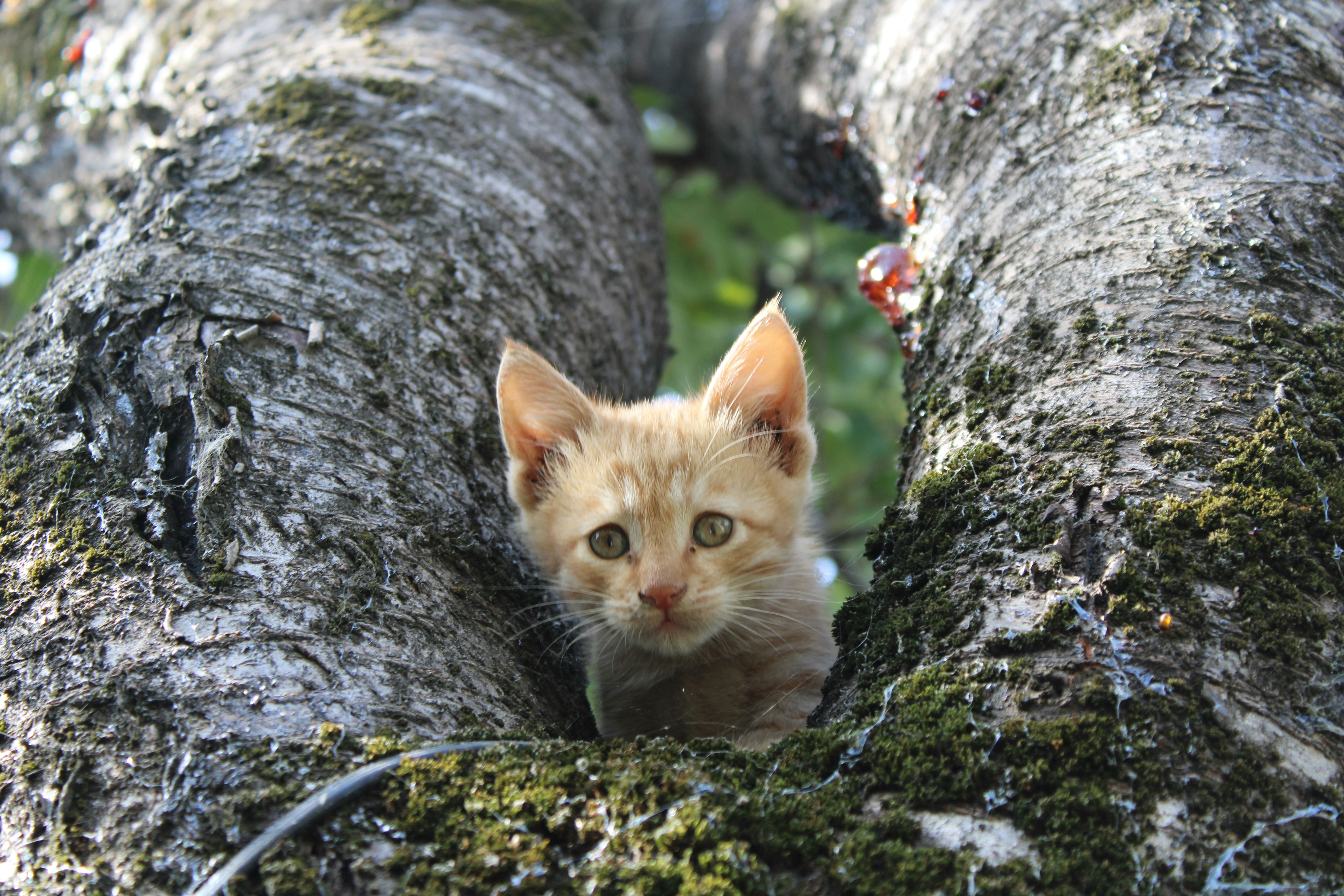 A small kitten is peeking out from behind a tree