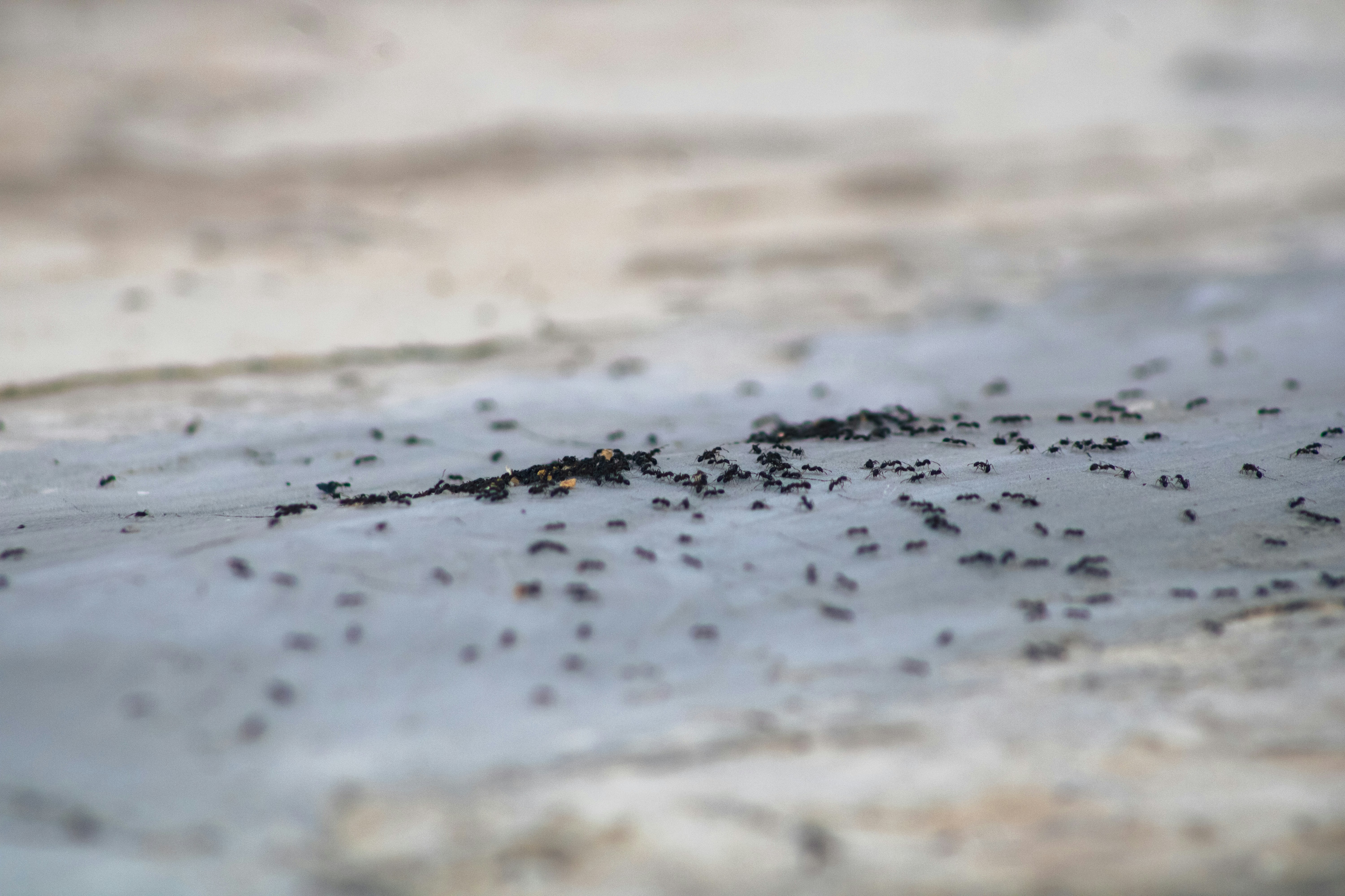 A group of birds standing on top of a wet ground
