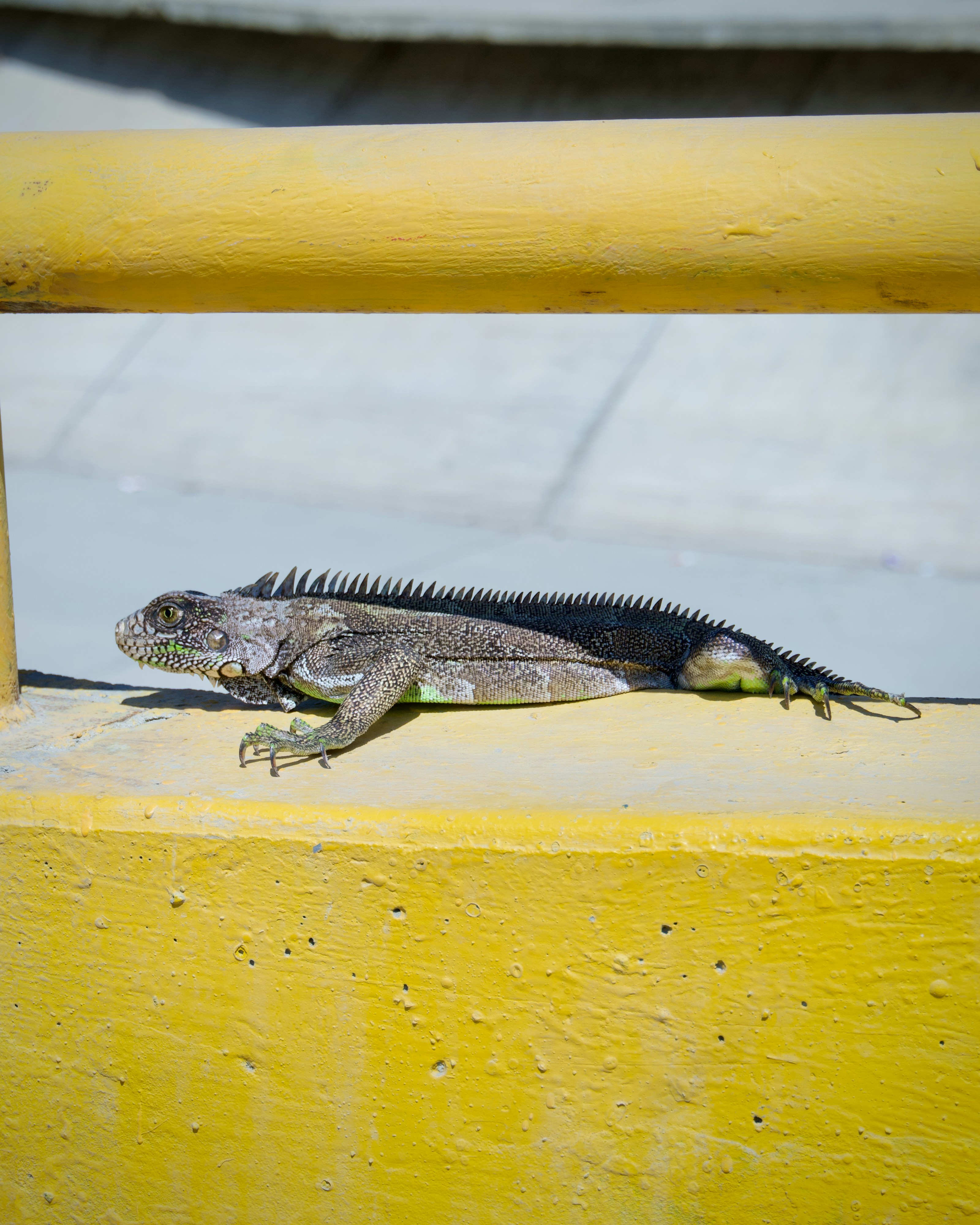 A lizard is sitting on a yellow railing