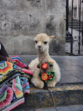 A woman sitting on the steps with a stuffed animal