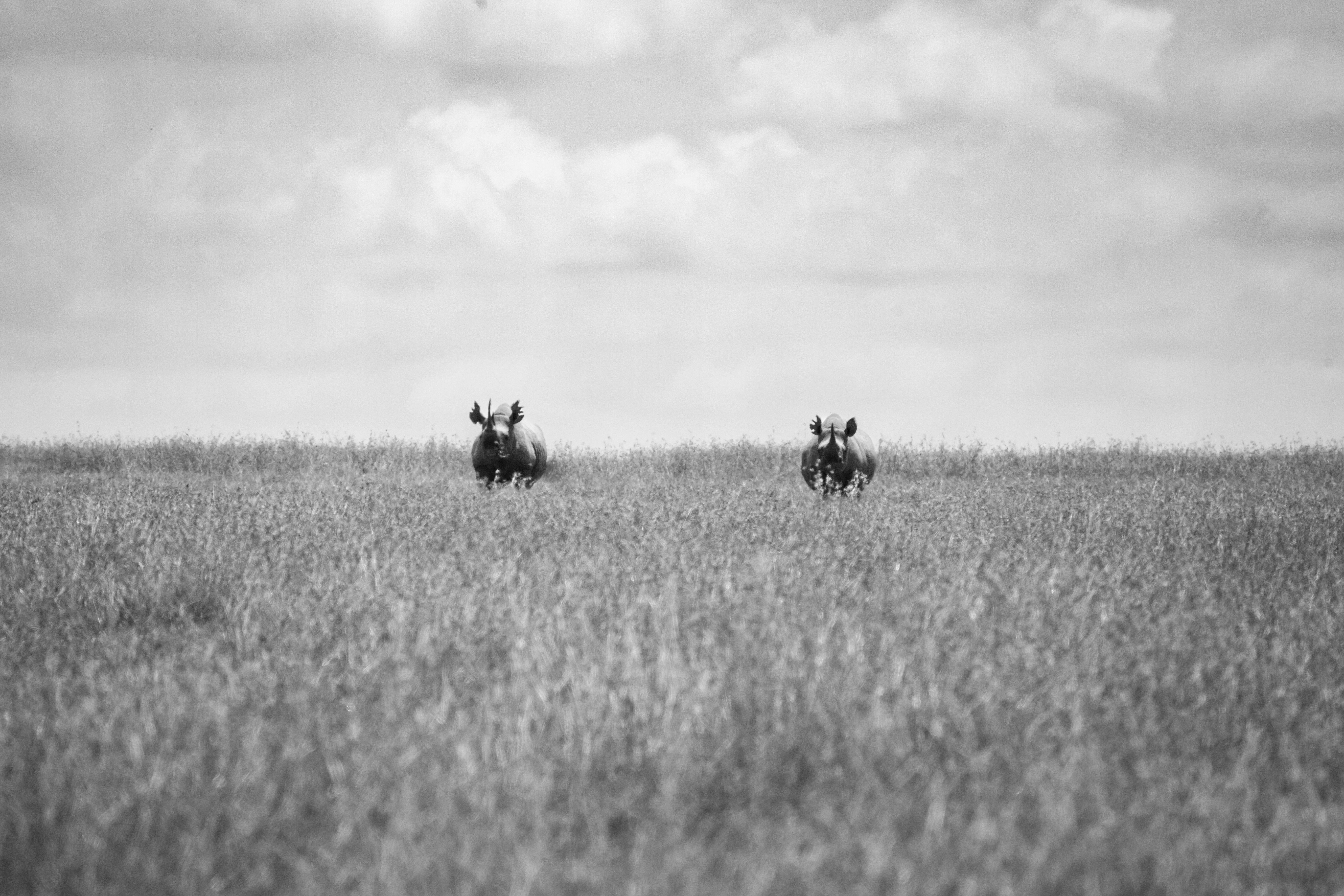 A black and white photo of two people on horses in a field